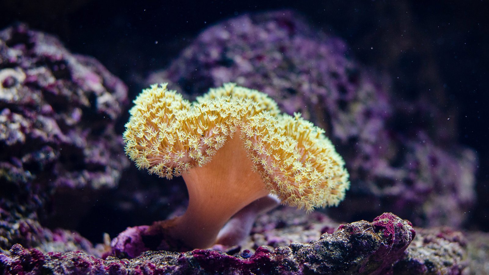 Underwater Marine Animal On Coral Reefs Yellow Corals 4k