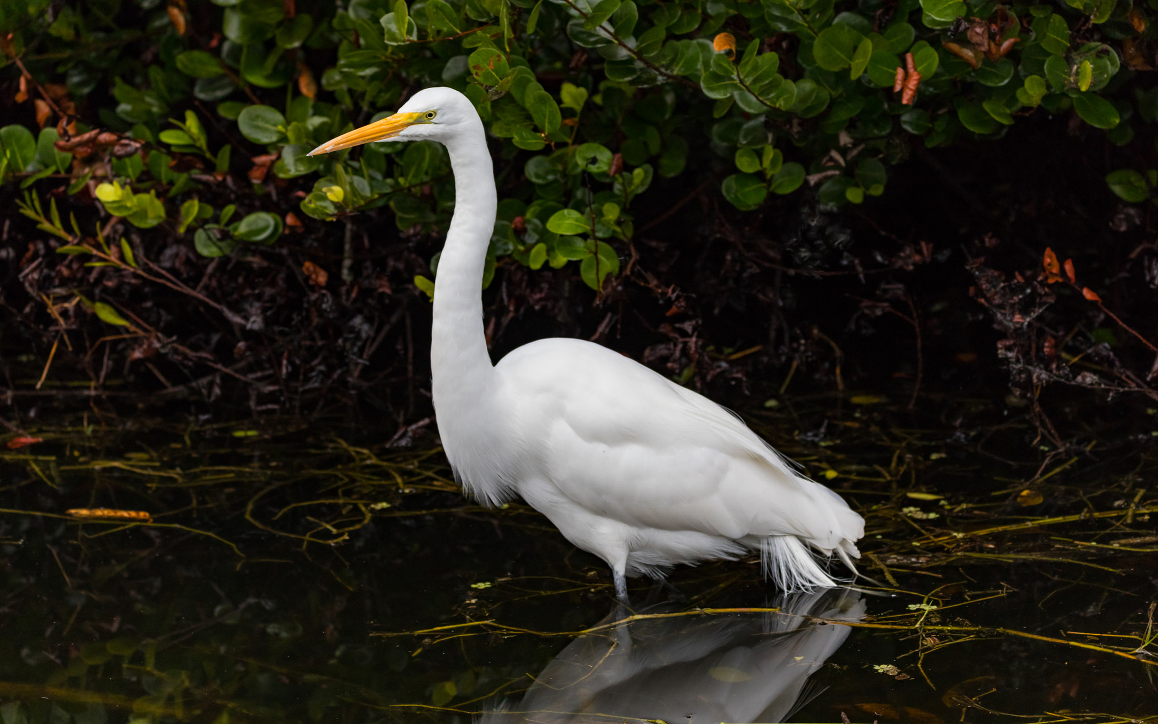 Bird Great Egret Everglades National Park In Florida United States Android Wallpapers