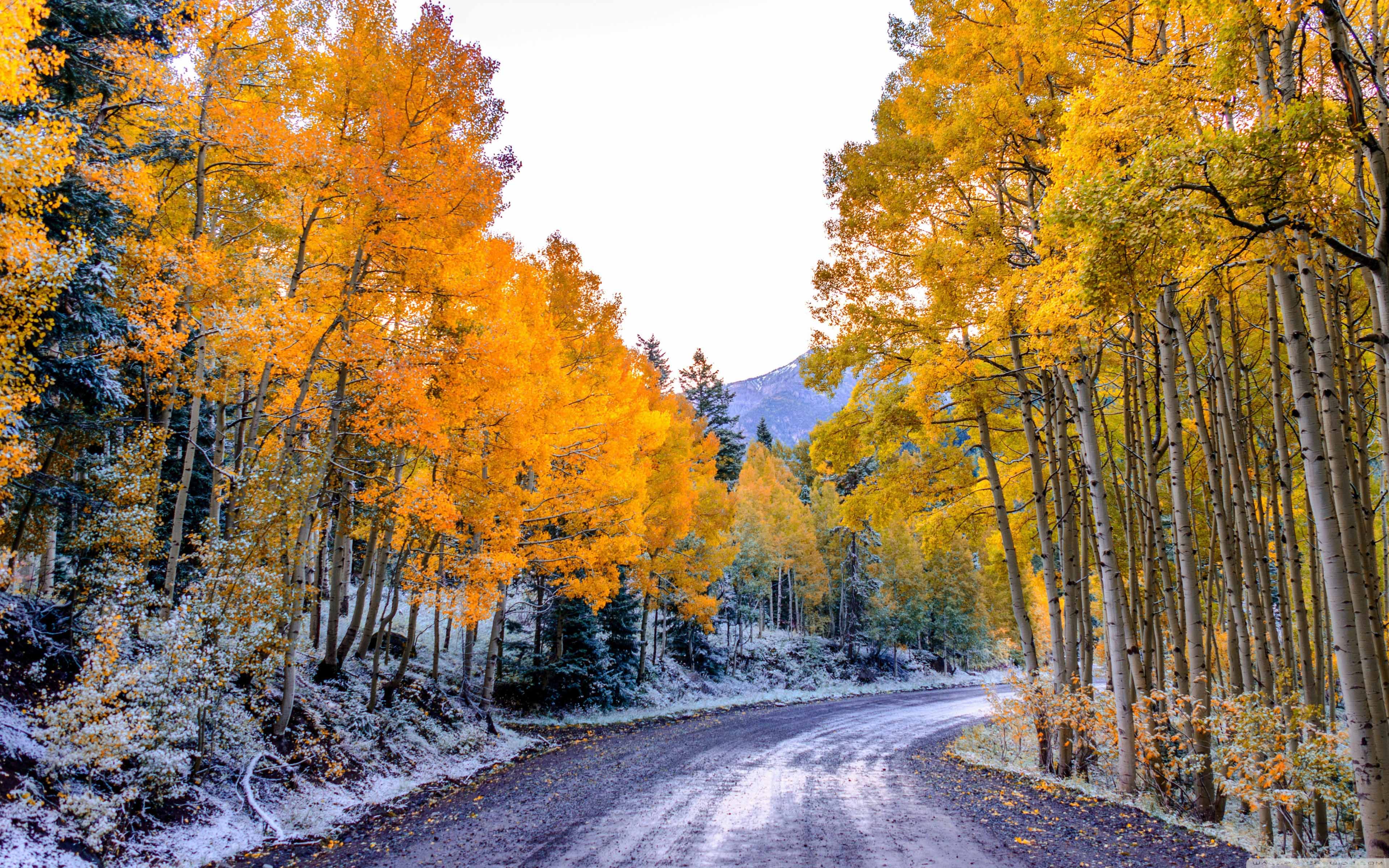 Forest Path Winter The First Snow Autumn Colors On Trees Utah United States  Of America Landscape Nature 