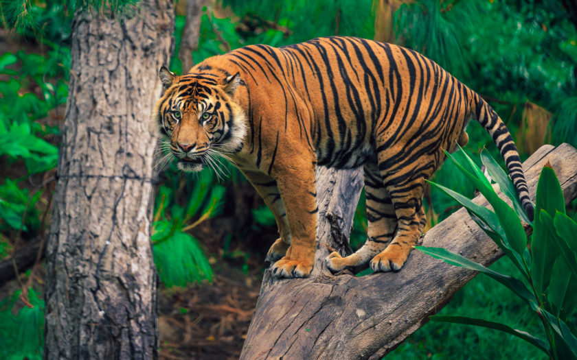 Buy Siberian Tiger Instant Downloadable Wallpaper 4K Digital Online in  India  Etsy