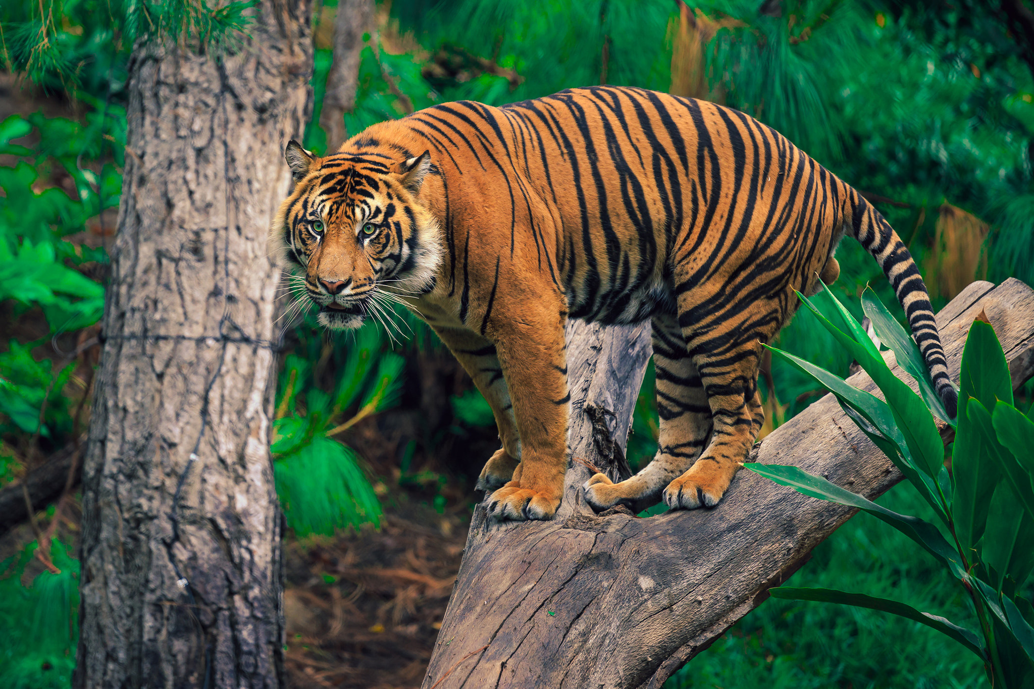 Tiger In The Trees 4k Ultra Hd Wallpaper For Desktop Laptop Tablet Mobile  Phones And Tv 3840x2400 : 