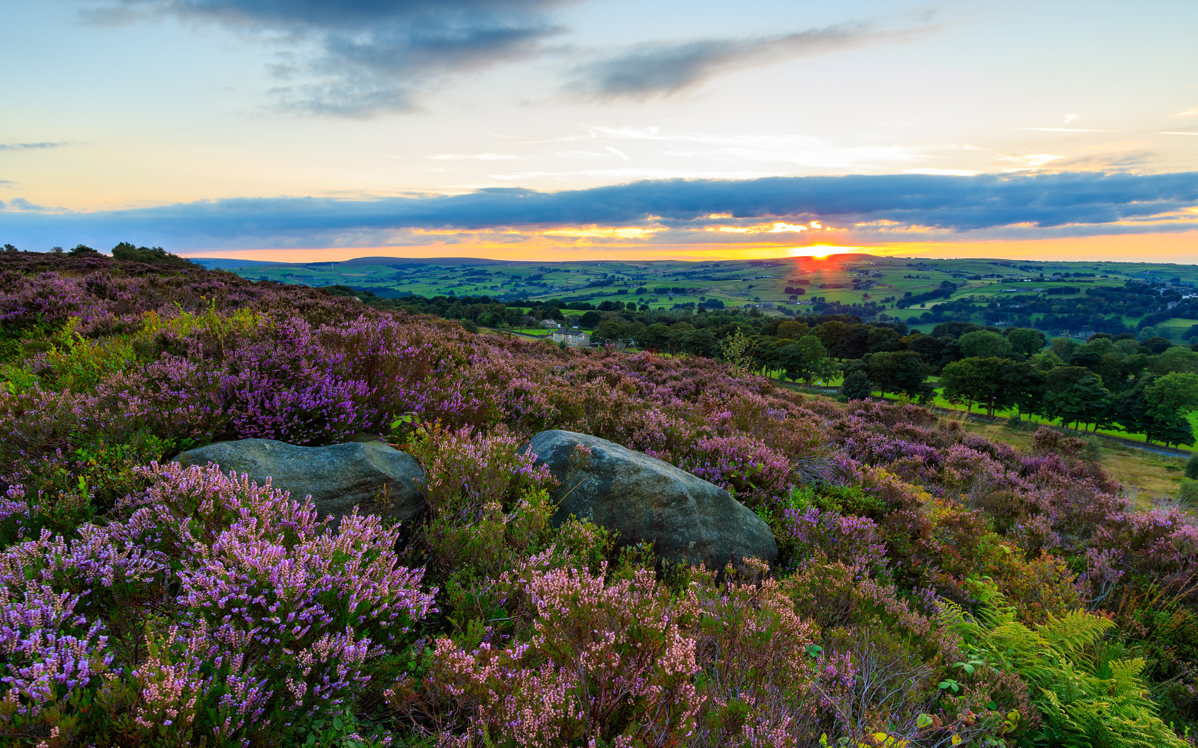 Heather In Bloom Landscape Photography