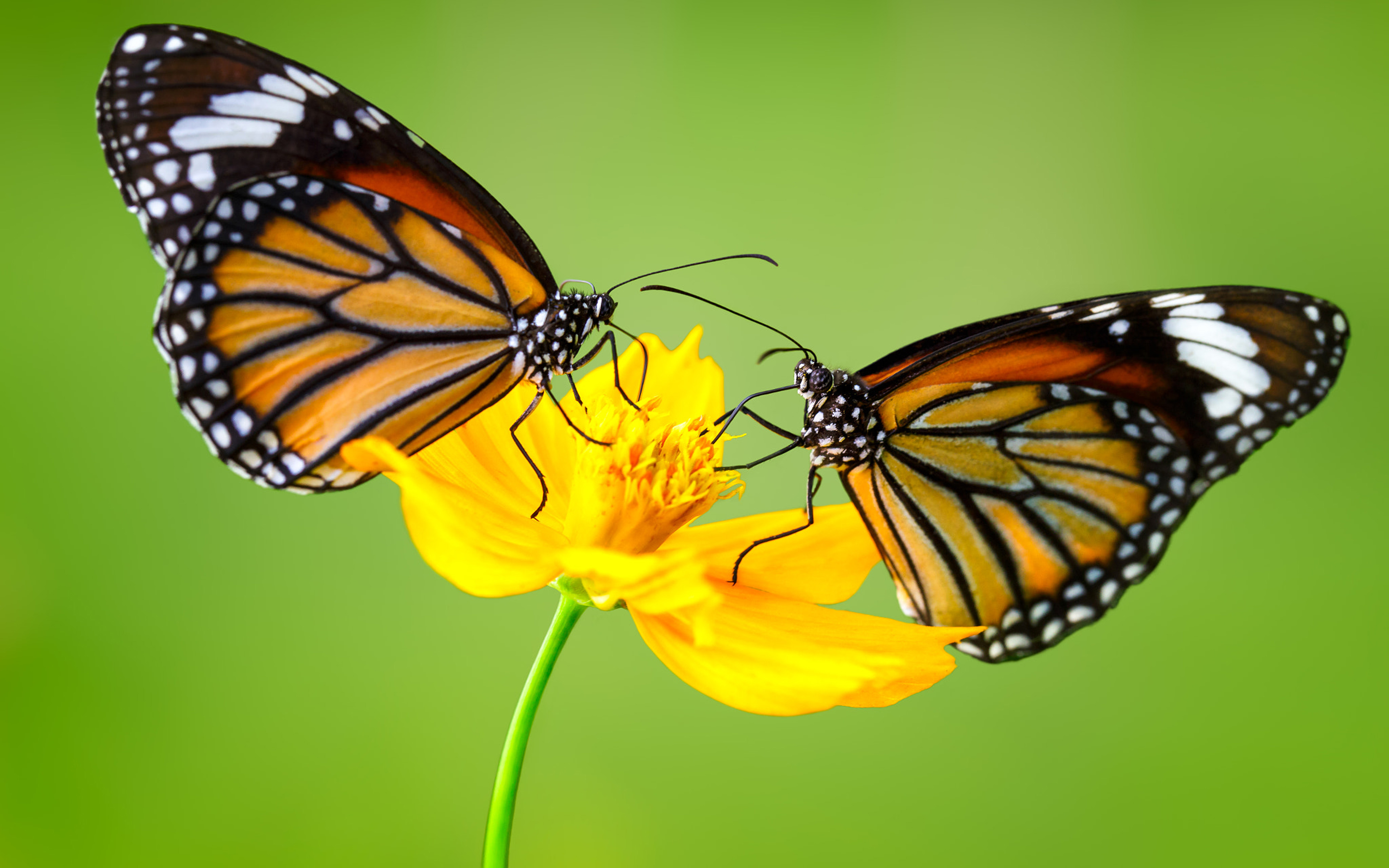 Insect Monarch Butterflys On Yellow Flower 4k Ultra Hd ...