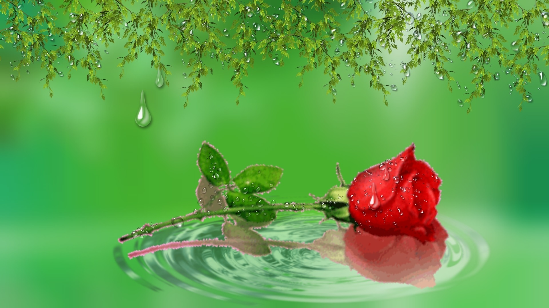 After Rain Red Rose In Water Drops Water Green Background For Computers