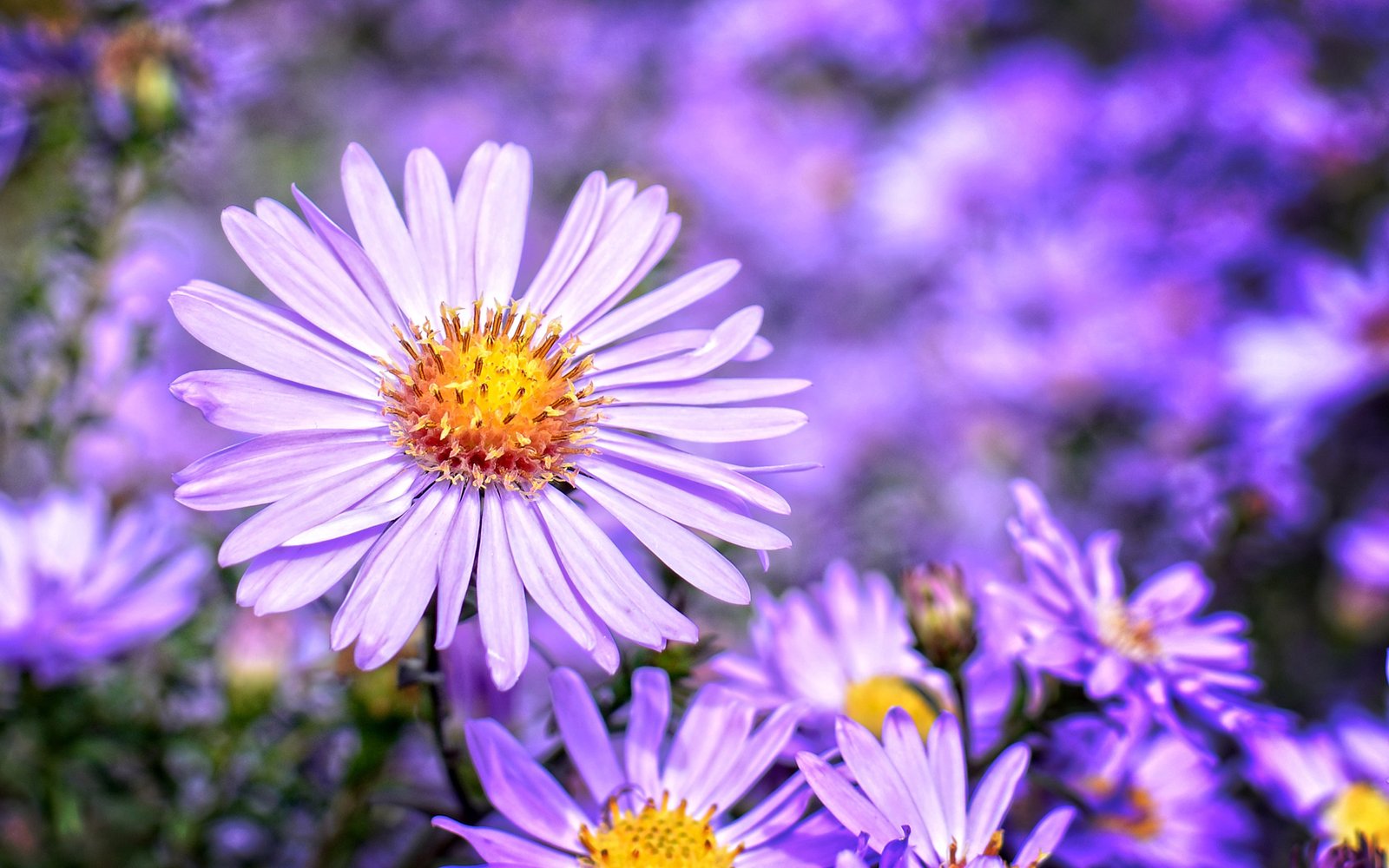 Aster September Birth Flower Blossom Plant Flower Purple Petal Bloom 4k