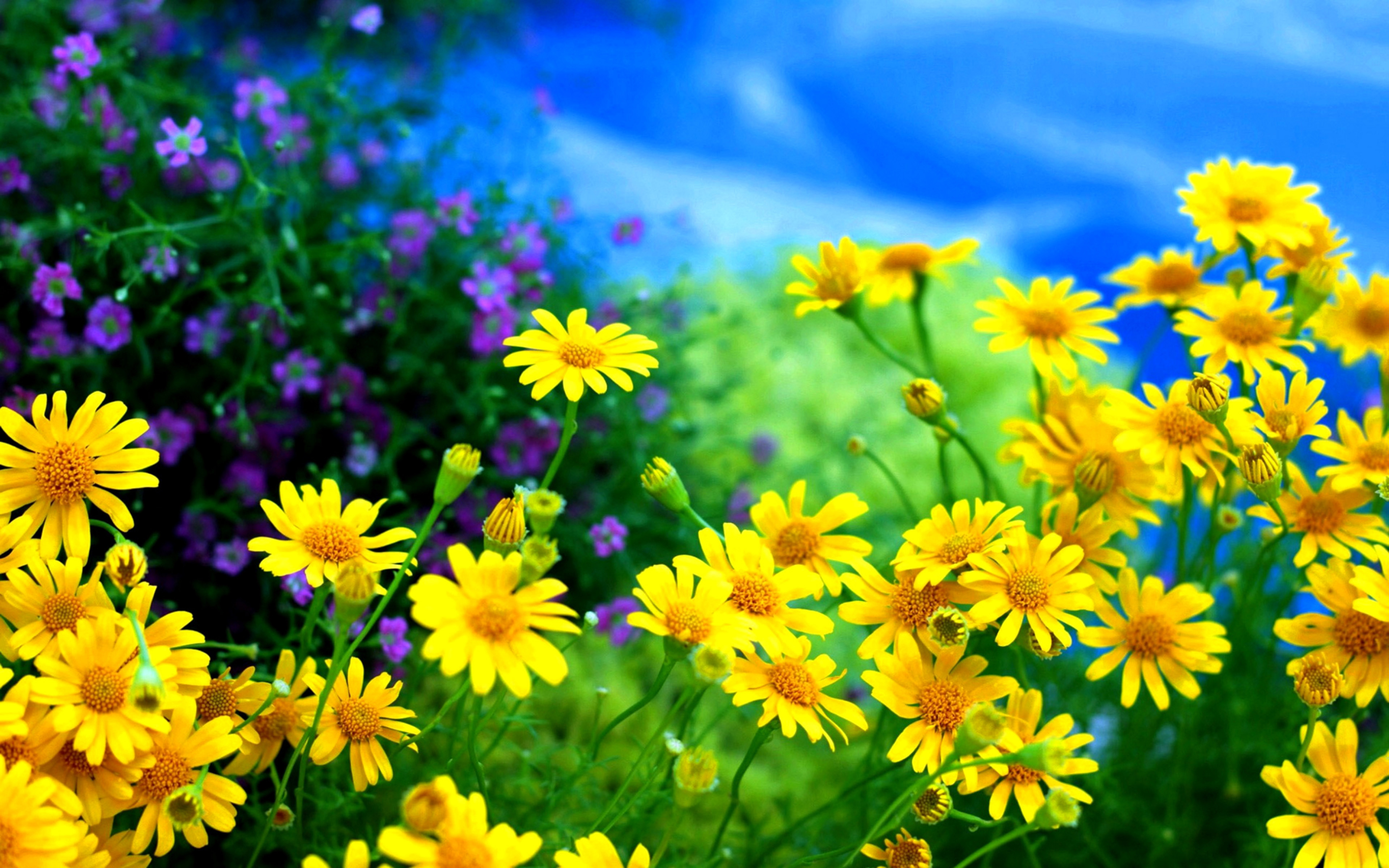 Chamomile Yellow Flowers Field Wallpapers High Resolution For Android