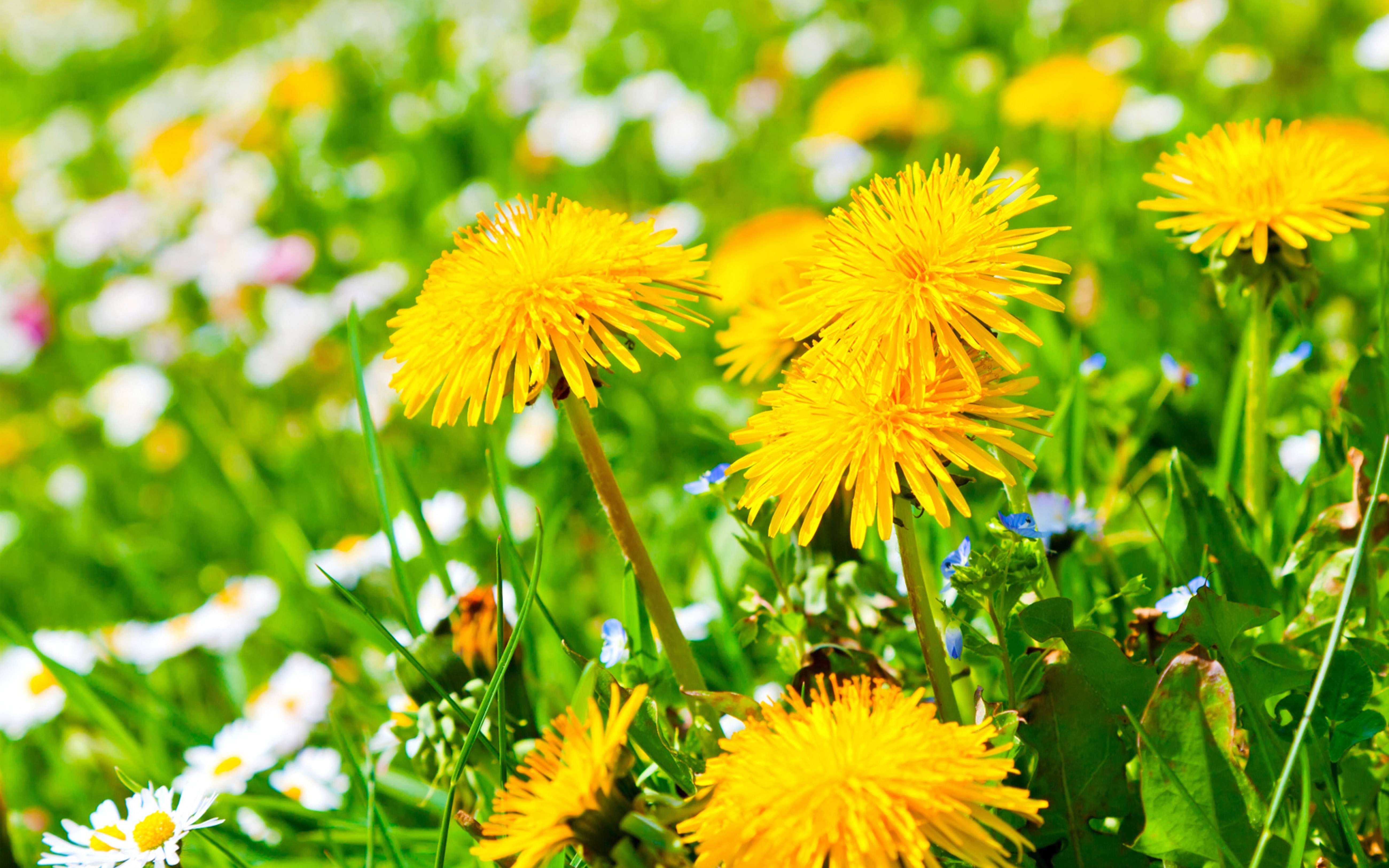 Dandelions With Daisies Beautiful Yellow Flowers Nature Summer Hd Desktop  Wallpapers For Tablets And Mobile Phones Free Download 5200x3250 :  