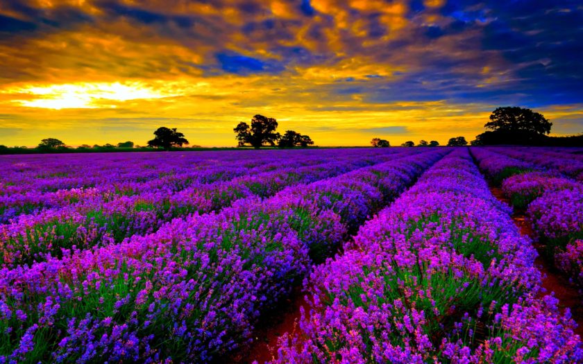 Hoa lavender là một trong những loại hoa đẹp nhất hành tinh. Với màu tím nhạt đặc trưng, những bông hoa này mang lại cảm giác thanh thản và dịu dàng cho mọi người. Nếu bạn là người yêu thiên nhiên hay đơn giản chỉ là một tín đồ của sắc tím, hãy đến và chiêm ngưỡng bức ảnh đẹp nhất về hoa lavender.