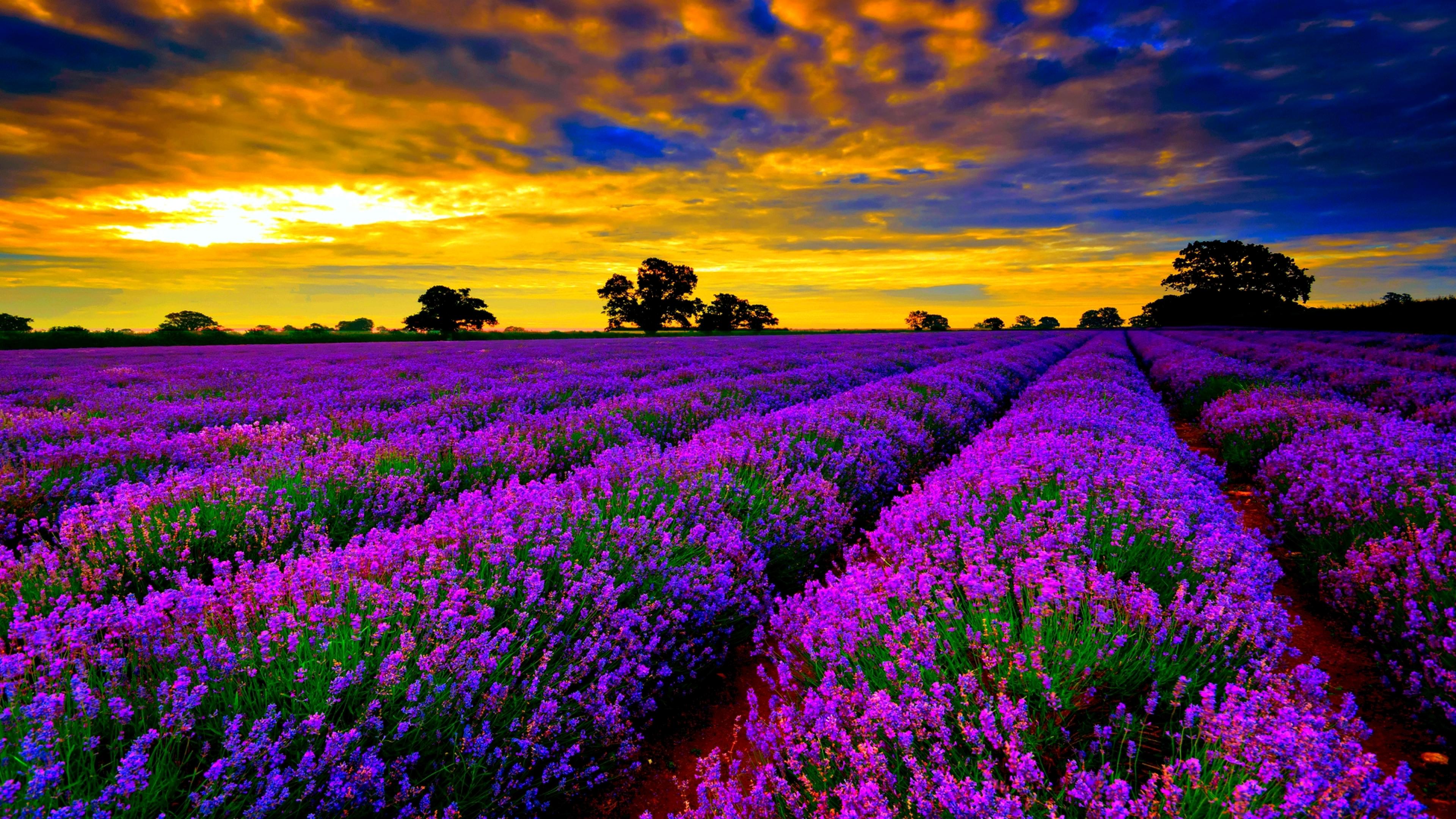Field Lavender Purple Flowers Sunset Orange Sky Clouds Hd Wallpapers