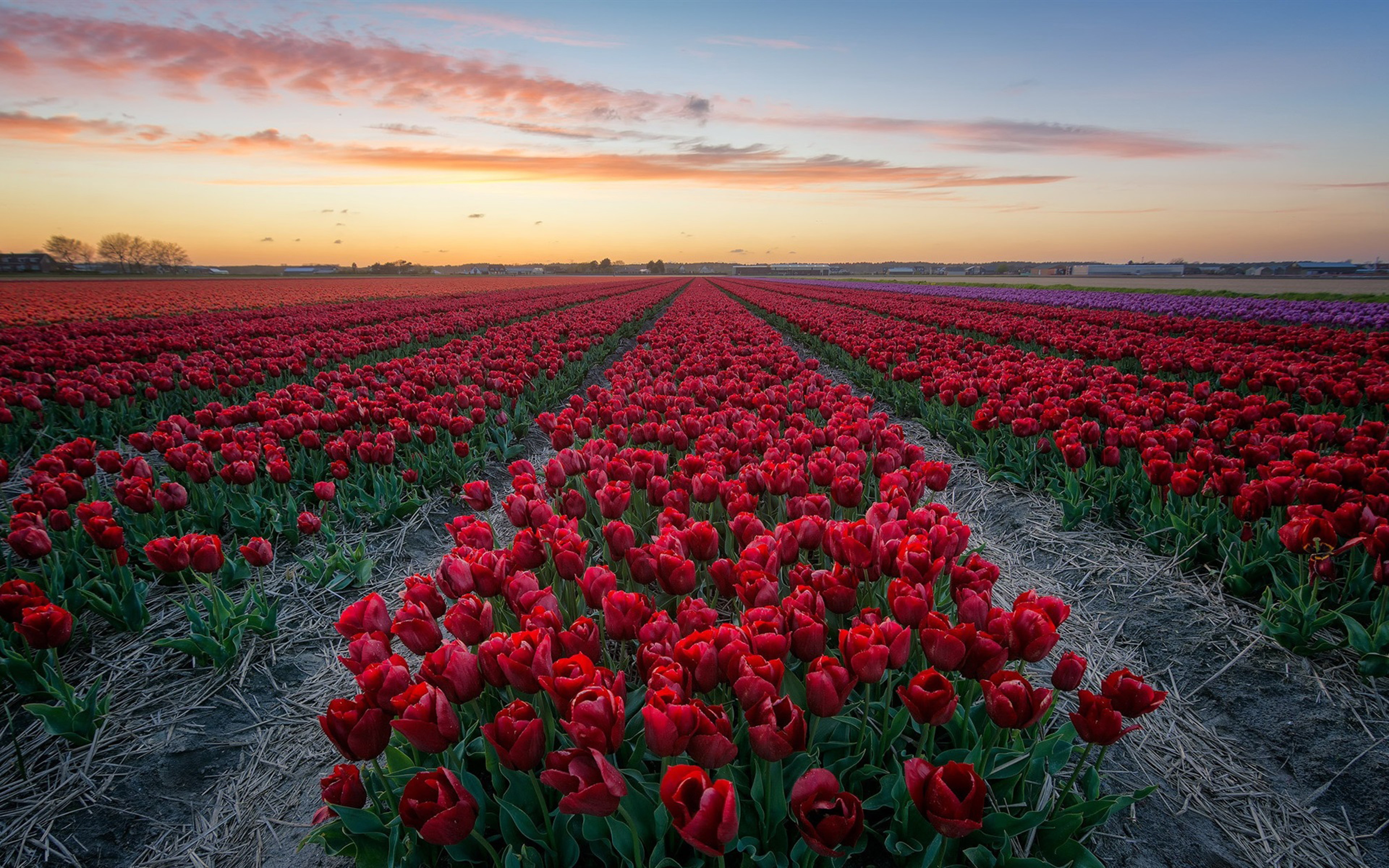 Field With Red Tulips Netherlands 4k Hd Desktop Wallpaper And Hd Tv
