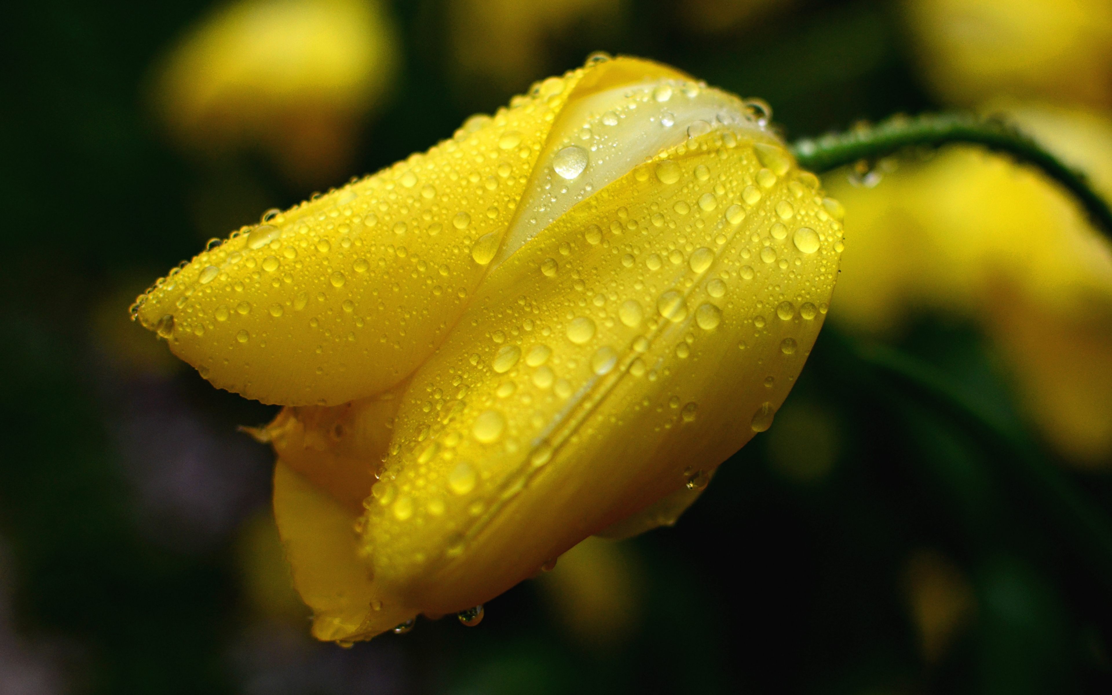 Flower Yellow Tulip With Drops Water 4k Wallpaper Download For Desktop