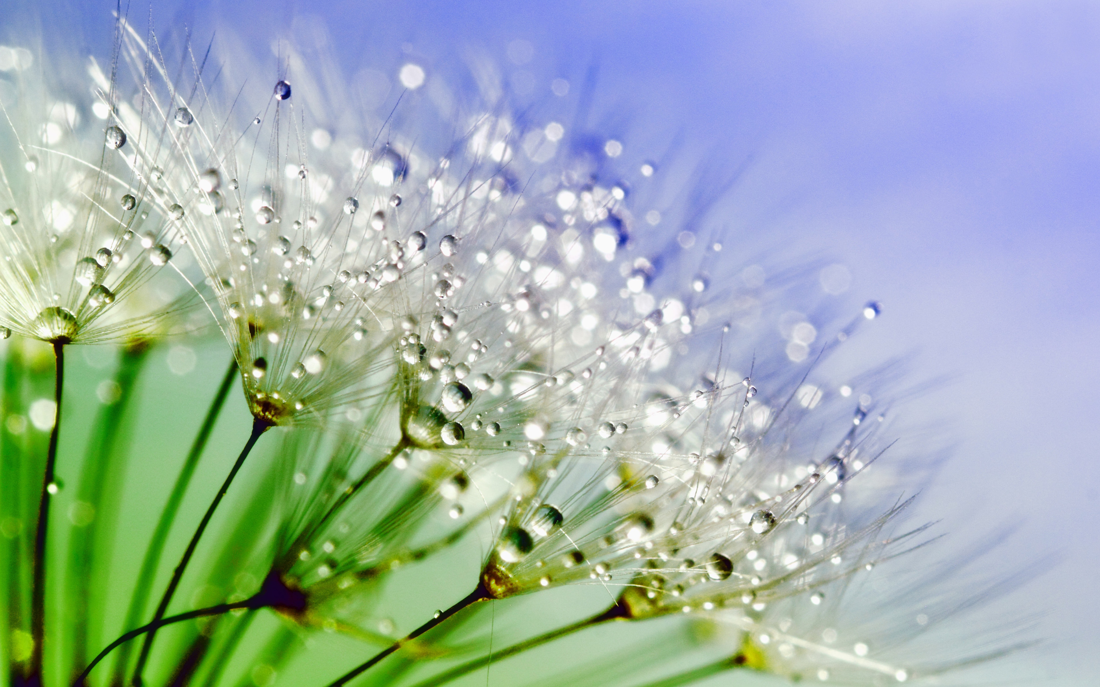 Flowers With Drops Of Water 4k Wallpaper Download For Desktop Mobile Phones  And Laptops 3840x2400 : 