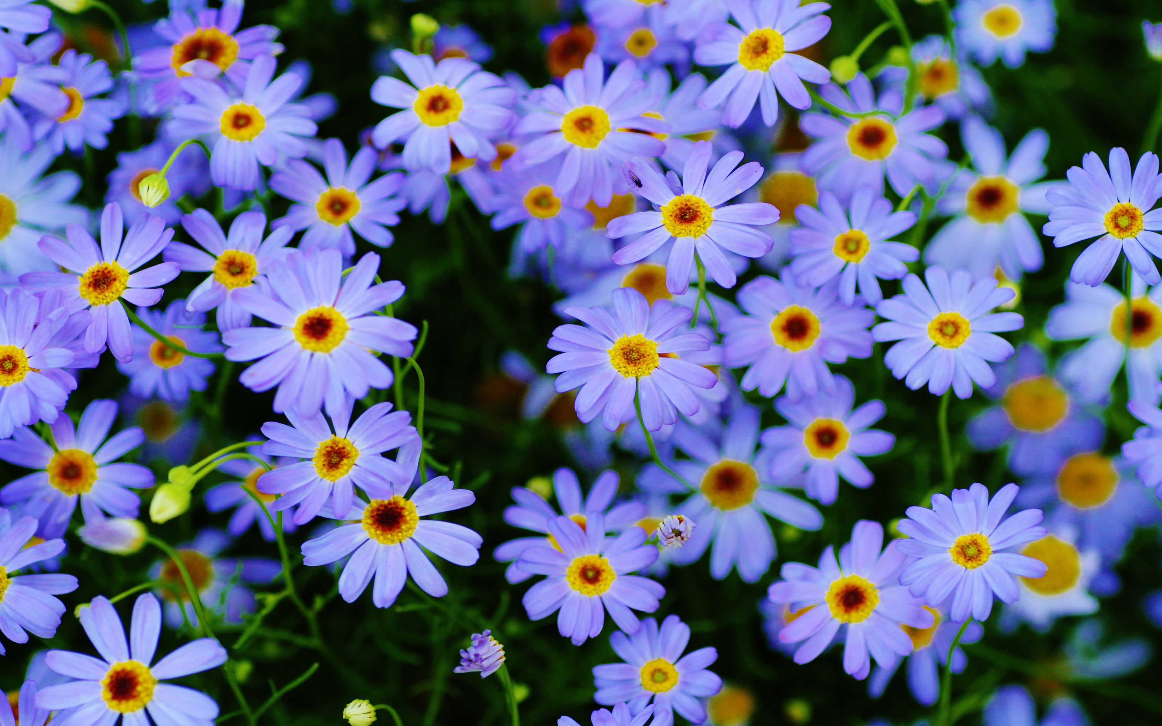Marguerite daisy Plants Blue flowers macro photography Ultra HD