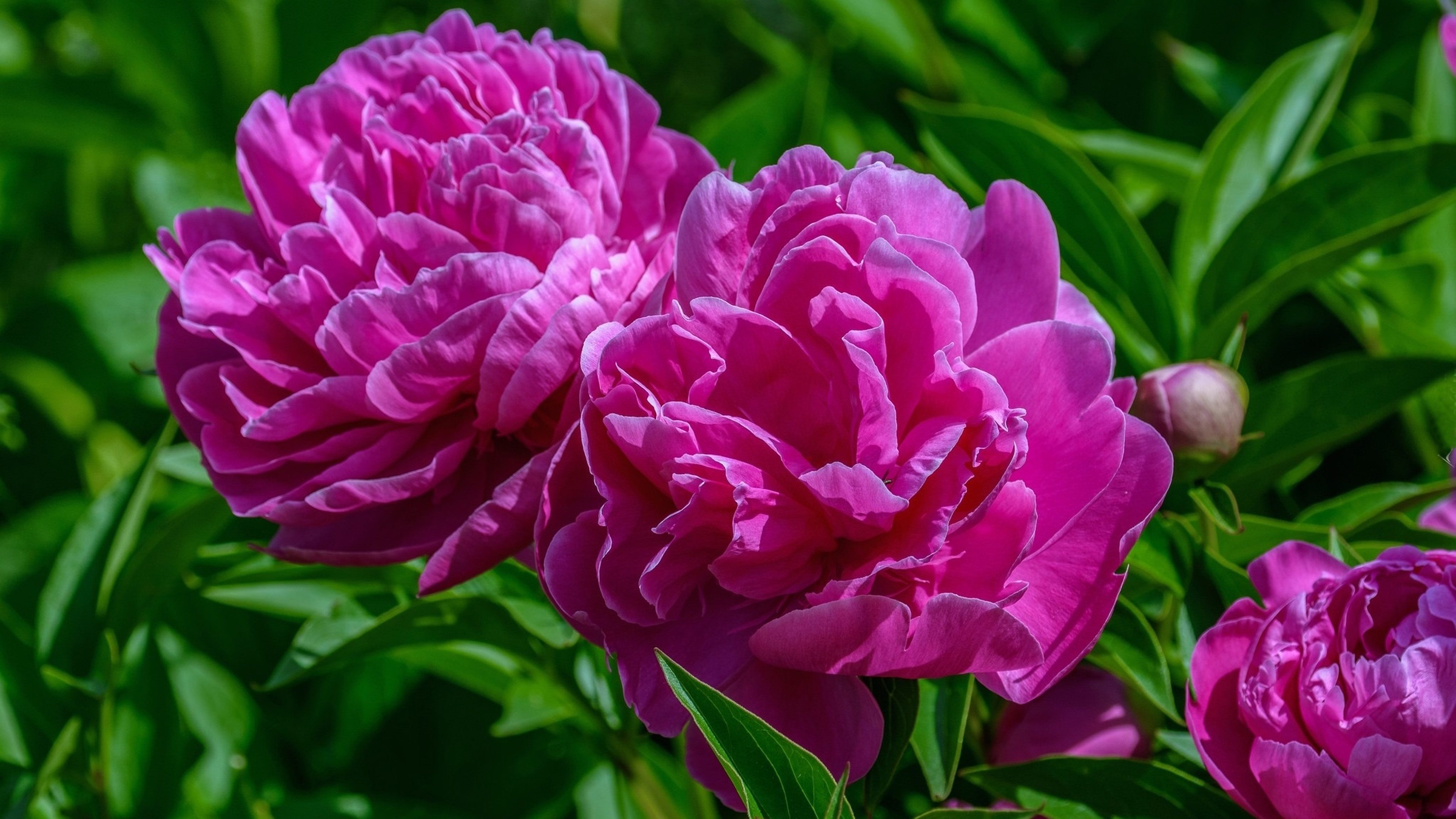 Pink Peony Flower Of Garden Best Hd Wallpapers For Desktop Tablets And