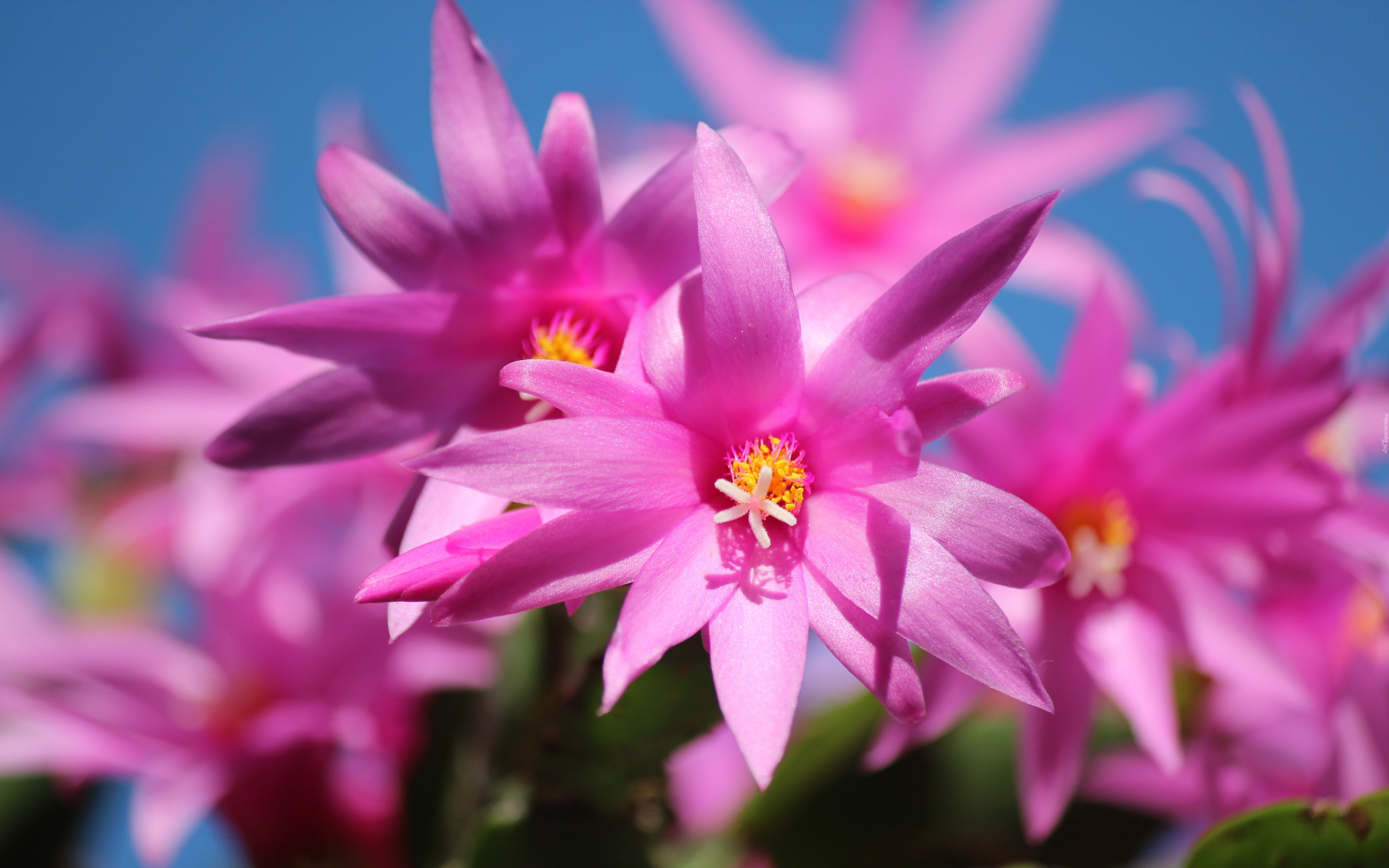 Plants Christmas Cactus Pink Flower Blossoms Vibrant Flowers Desktop Backgrounds Free Download