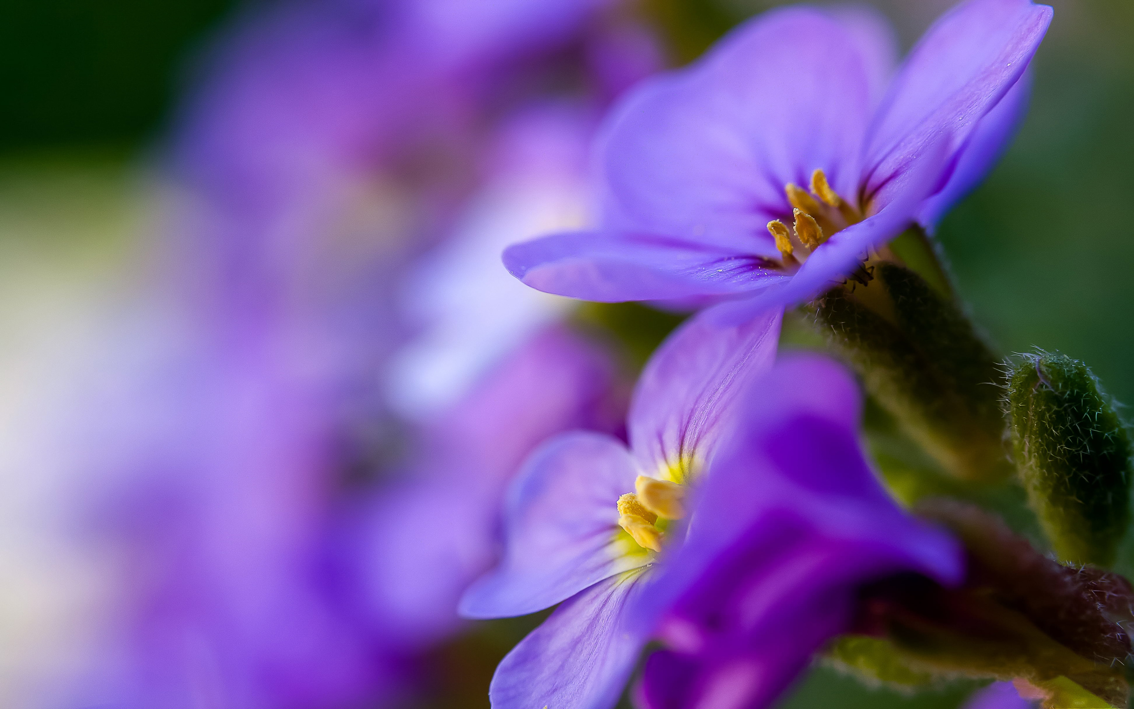 Plants Cuckoo Purple Flower Macro Shot Ultra Hd Wallpapers For Desktop