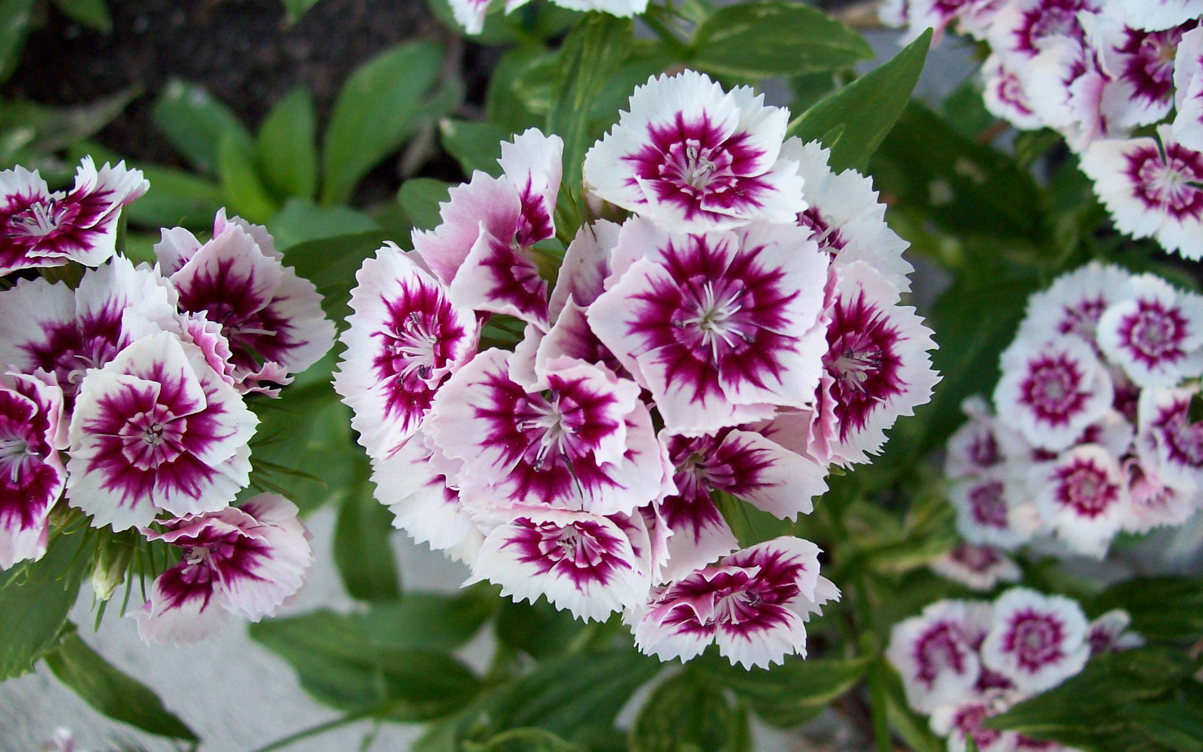 Plants Sweet William Spring Flowers Purple Petals With White Edges