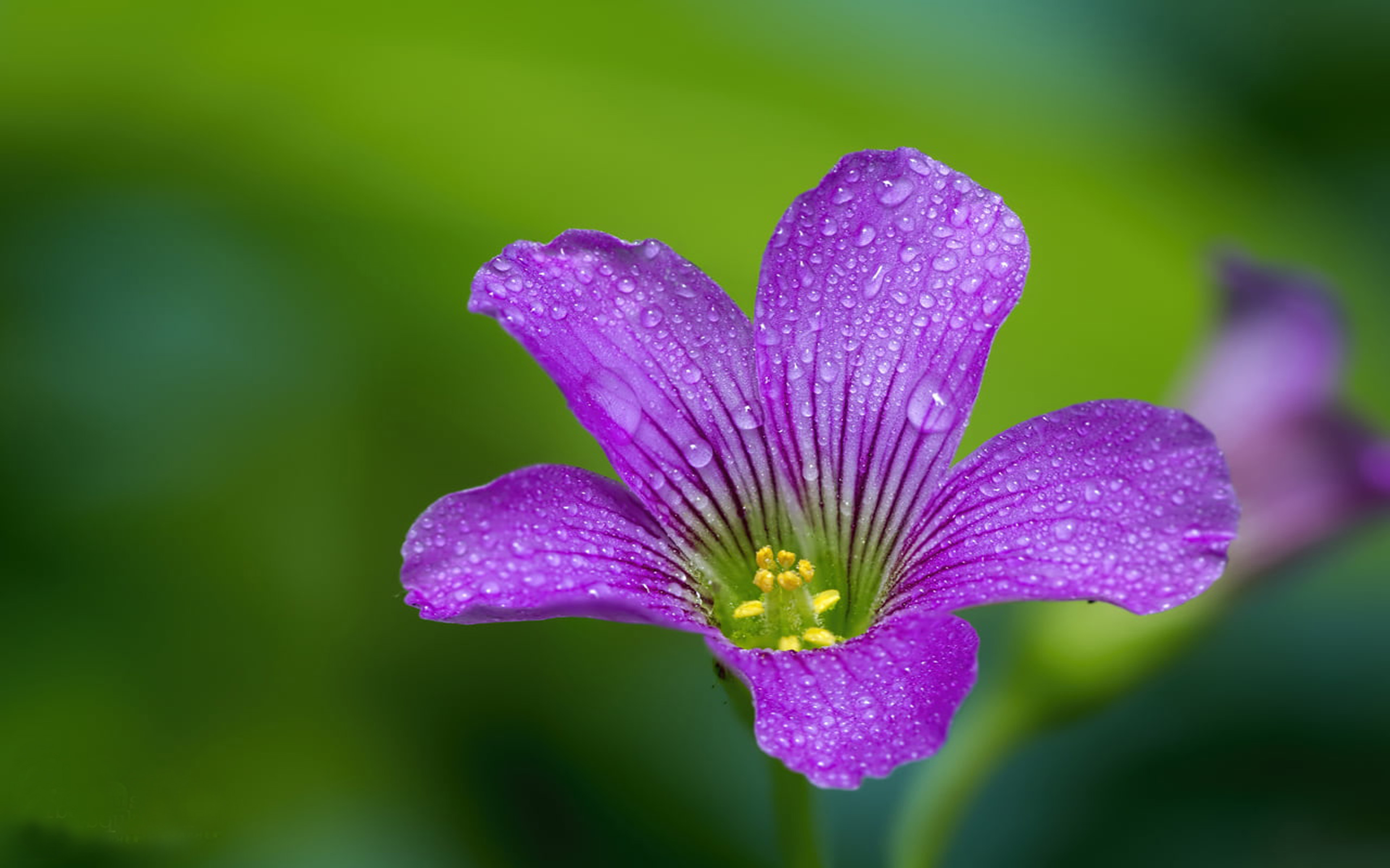 Purple Flower Drops Water Redwood Sorrel Plants Macro Photography 1080p, 2k,  4k, 5k Stunning Hd Wallpapers Free Download : 