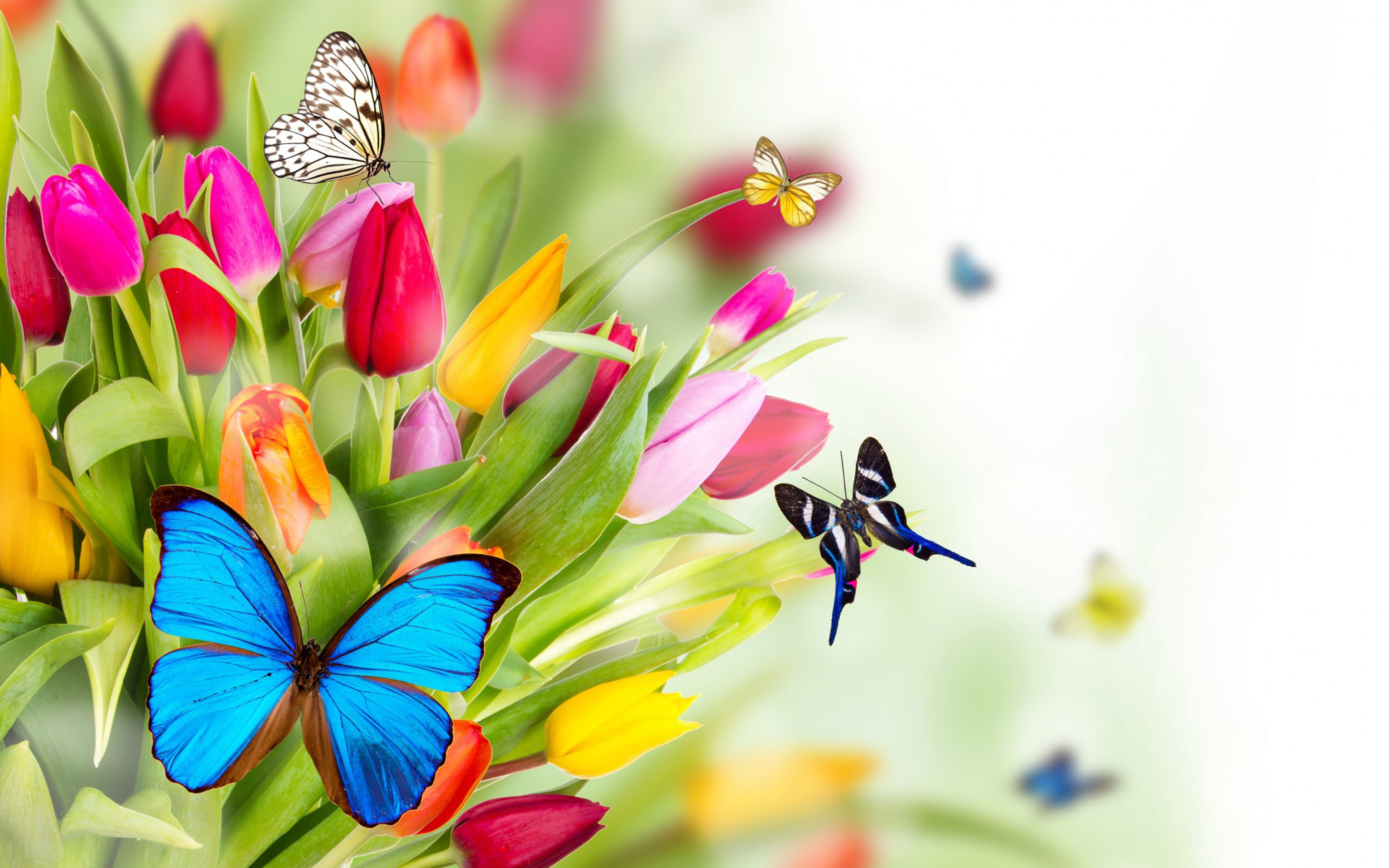 Spring Flowers Tulips Butterfly Windows Themes Best Hd Desktop 