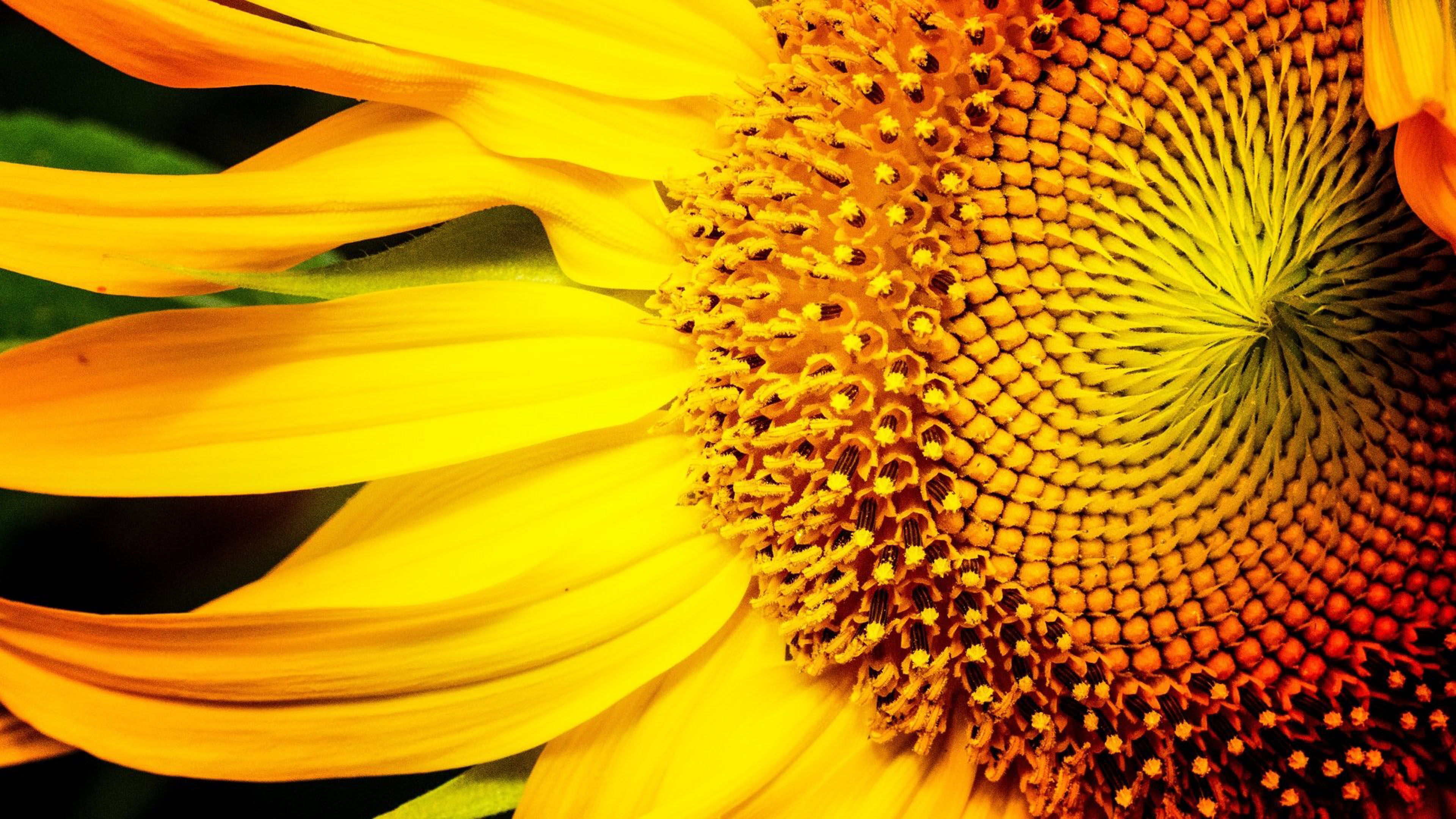 Sunflower Yellow Color Macro Photography 4k Ultra Hd Wallpapers For