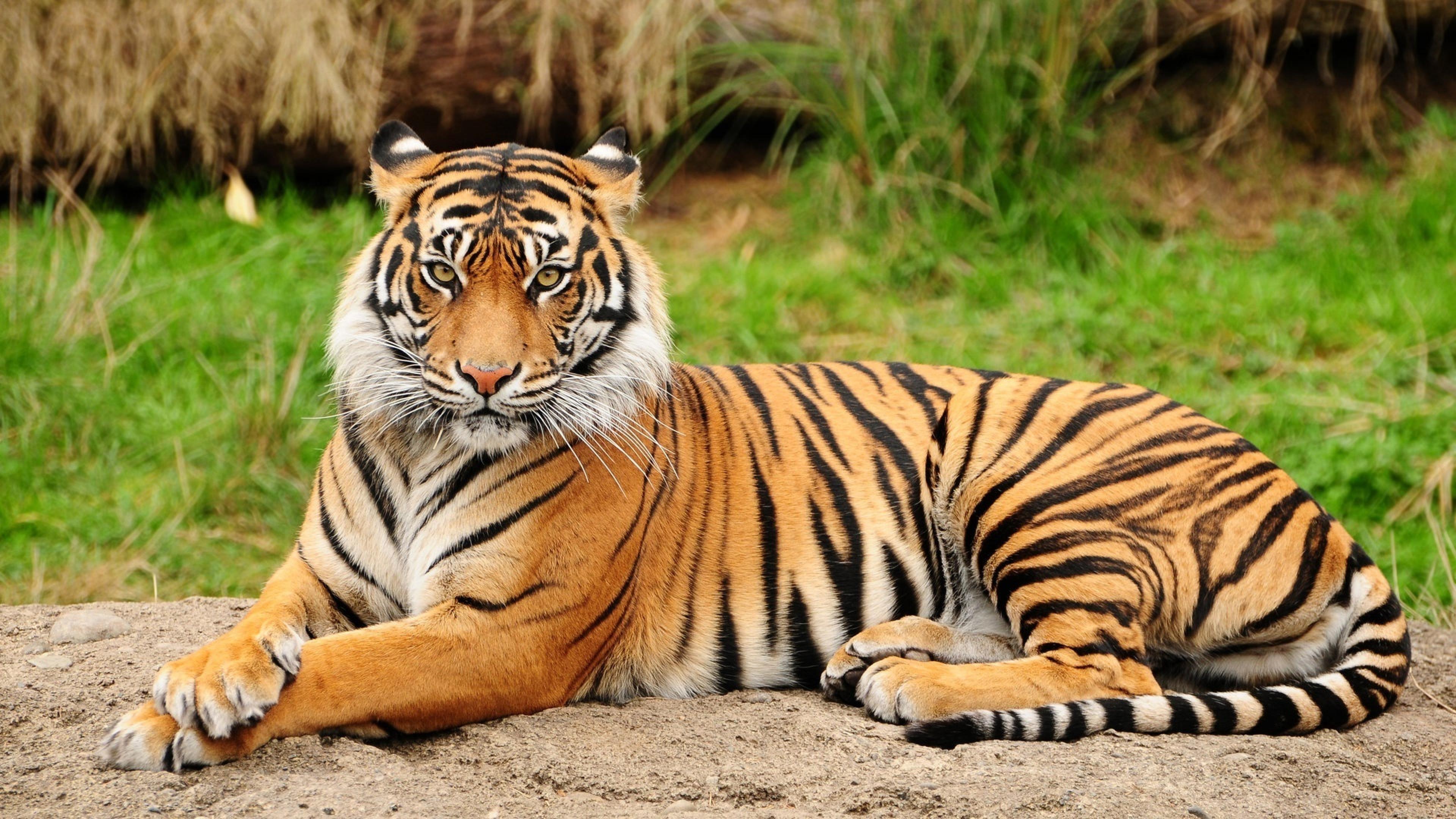 Tiger In The Tree Panthera With Dark Vertical Stripes Of Red Orange Fur 4k  Ultra Hd Desktop Wallpapers 3840x2160 : 
