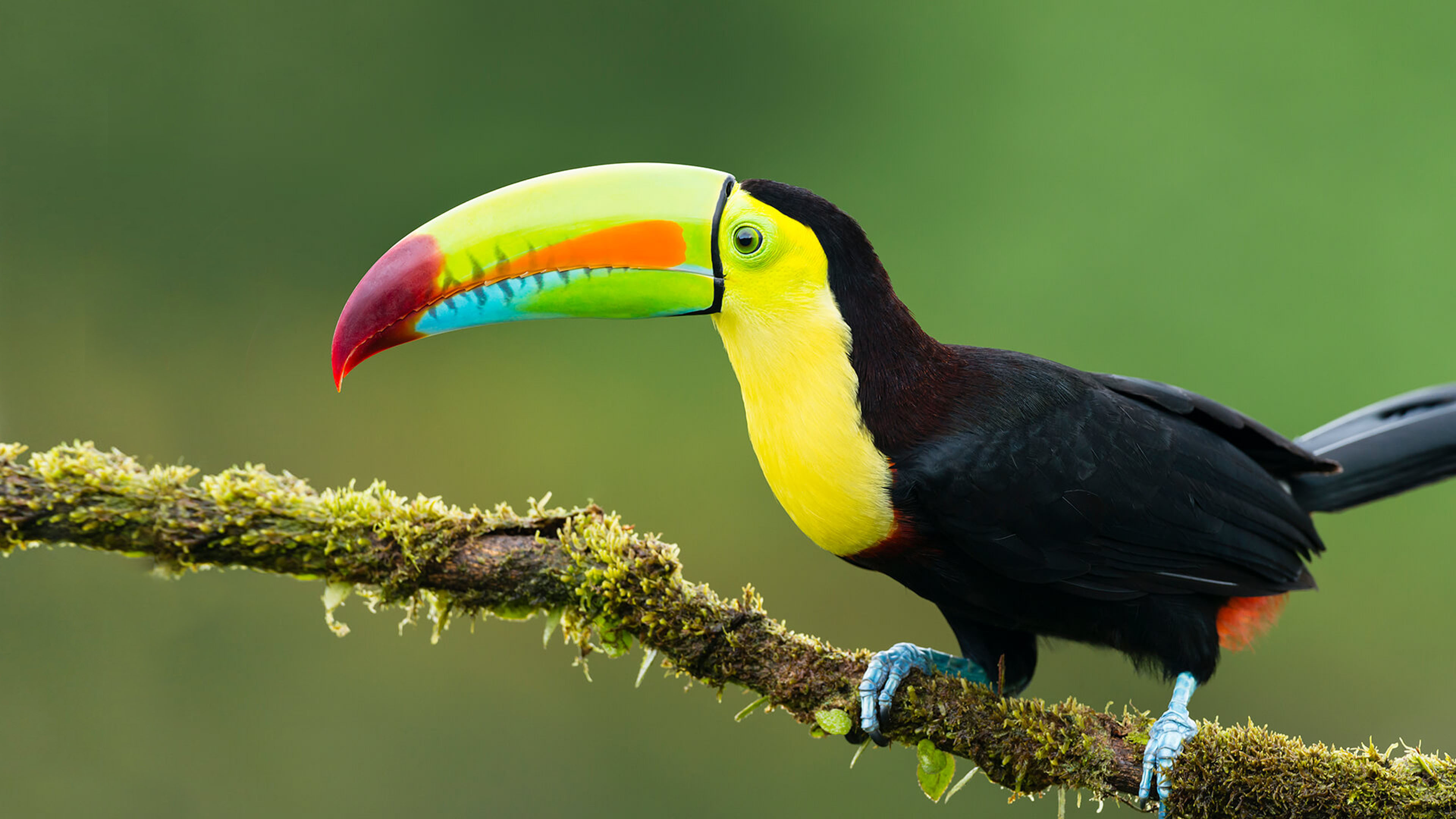 Animals Exotic Birds Toucan Colorful Birds On A Branch Photography 4k  Wallpaper Download For Desktop Mobile Phones And Laptops : 