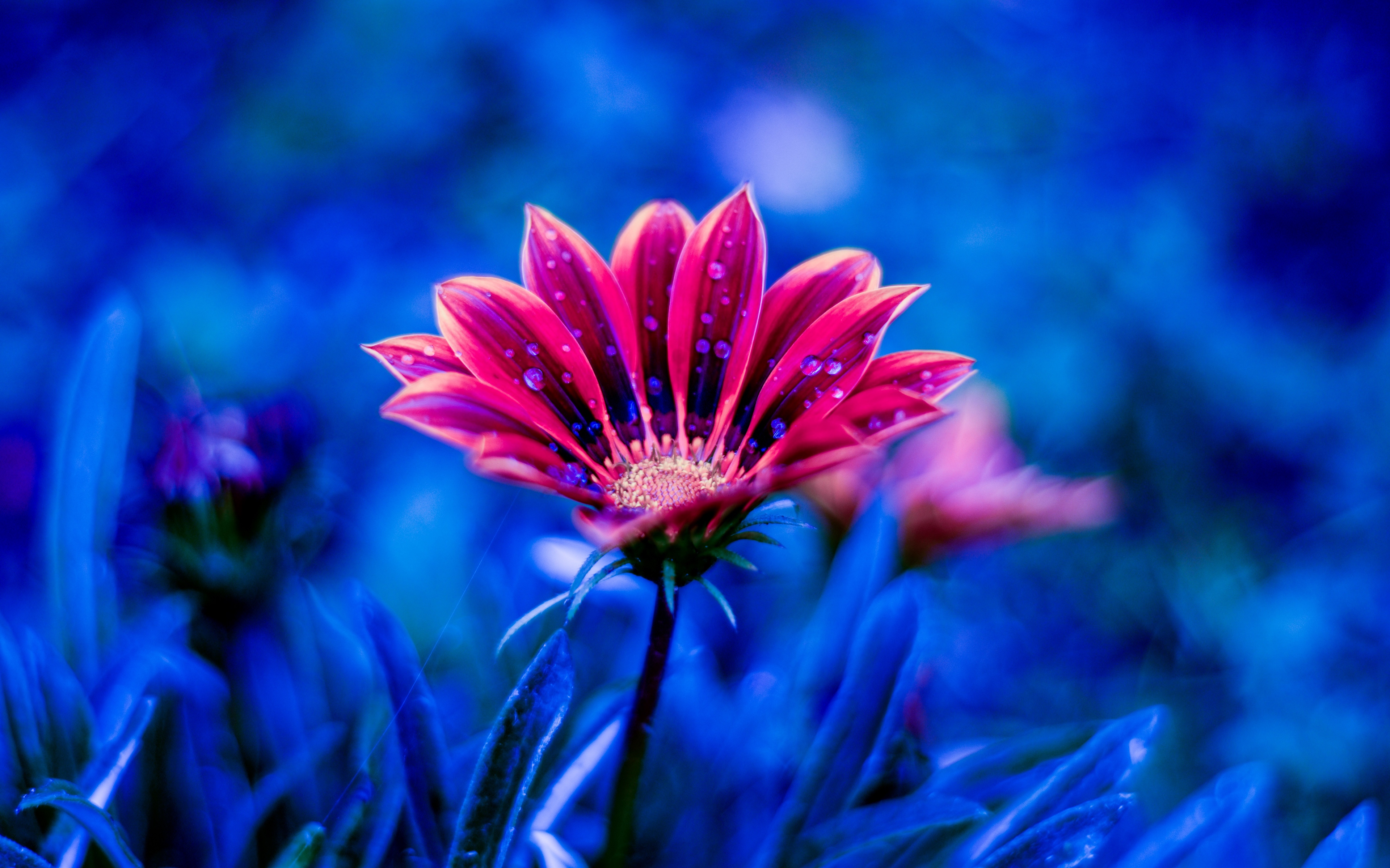 Beautiful Flower Red Flowers Dew Petals Blue Background 4k Ultra Hd ...