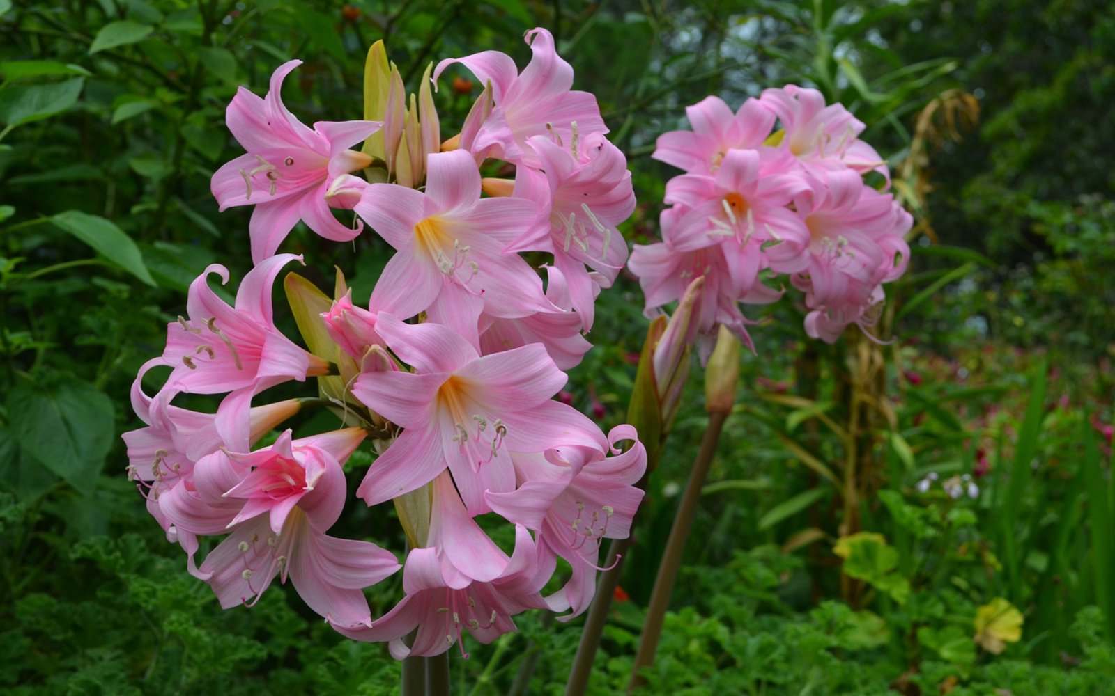 Belladonna Flowers Pink Trumpet Bulbs Amaryllis Belladonna Naked Lady