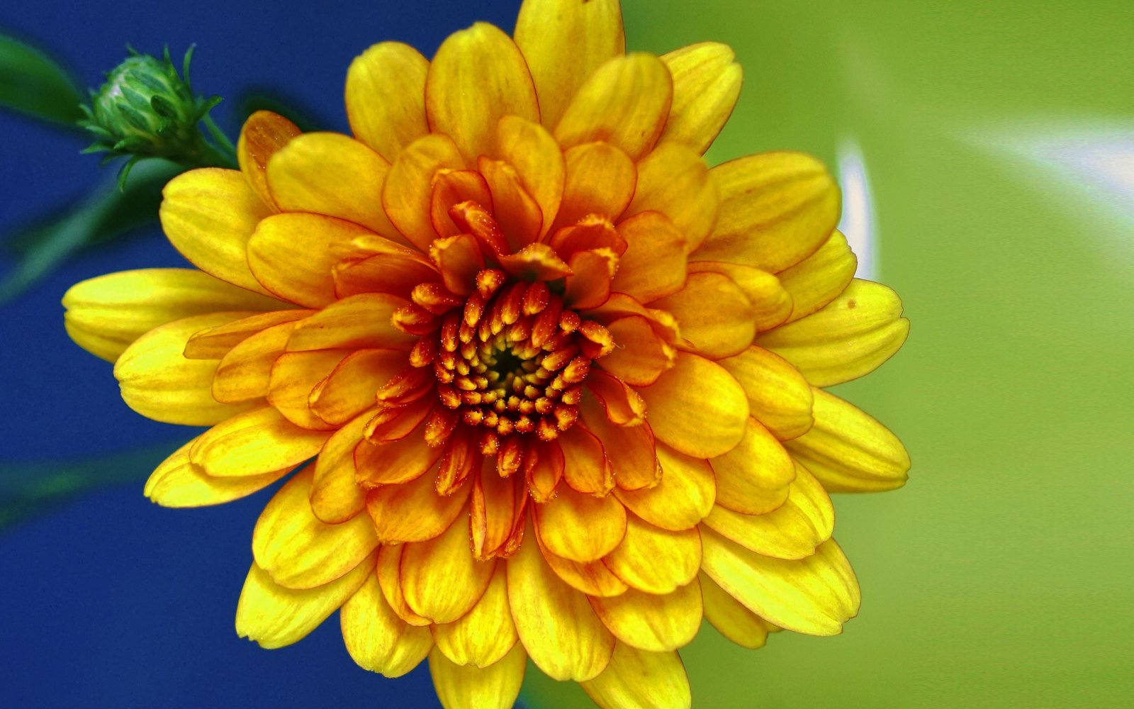 Chrysanthemum Flower Golden Orange Ornamental Plants In The Family