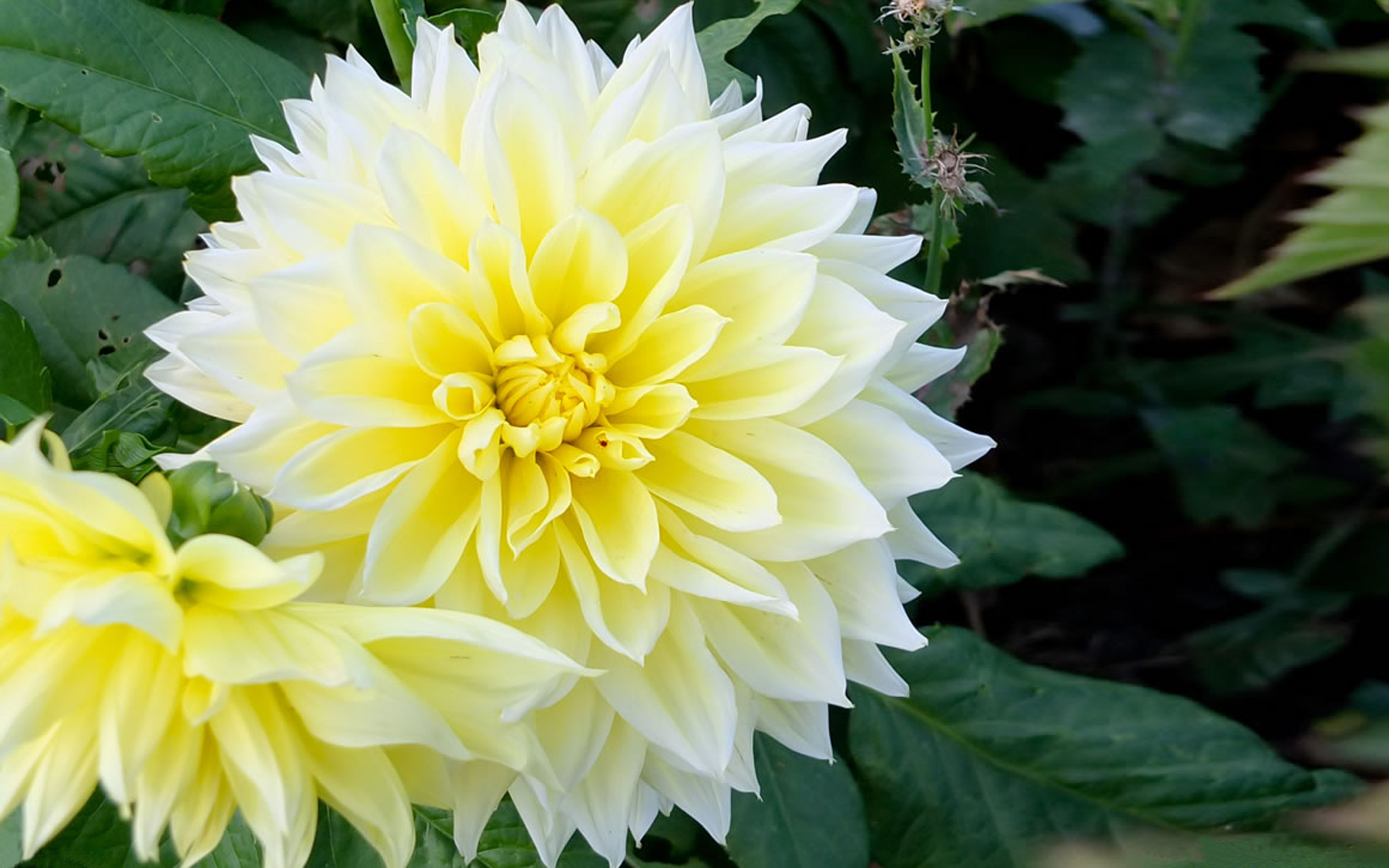Dahlia Flowers White And Yellow Hd Wallpaper High Definition 1080p 4k Wide  169 And 1610 Free Download 3840x2400 : 