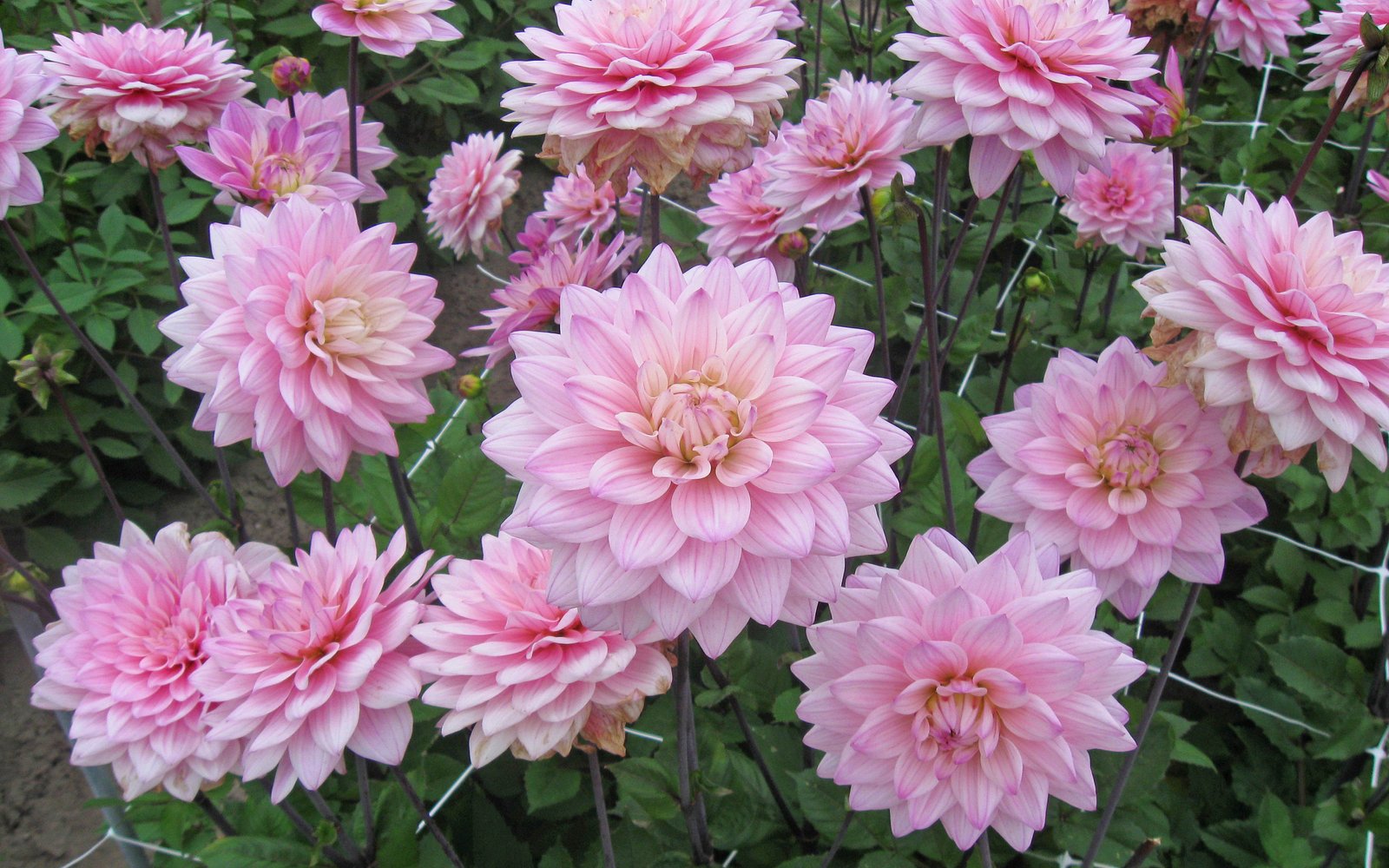 Dahlia Karma Prospero Decorative Plants Flowers By Summer To Autumn Combina...