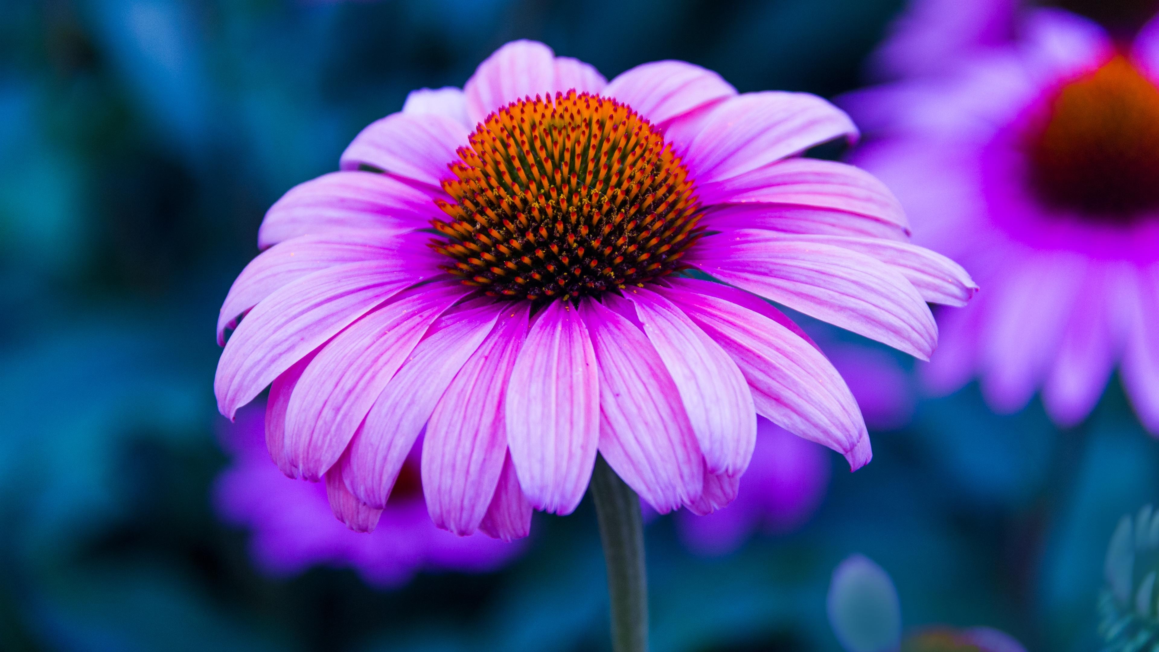 Echinacea Flower Purple Color Wallpaper For Desktop Backgrounds 4k