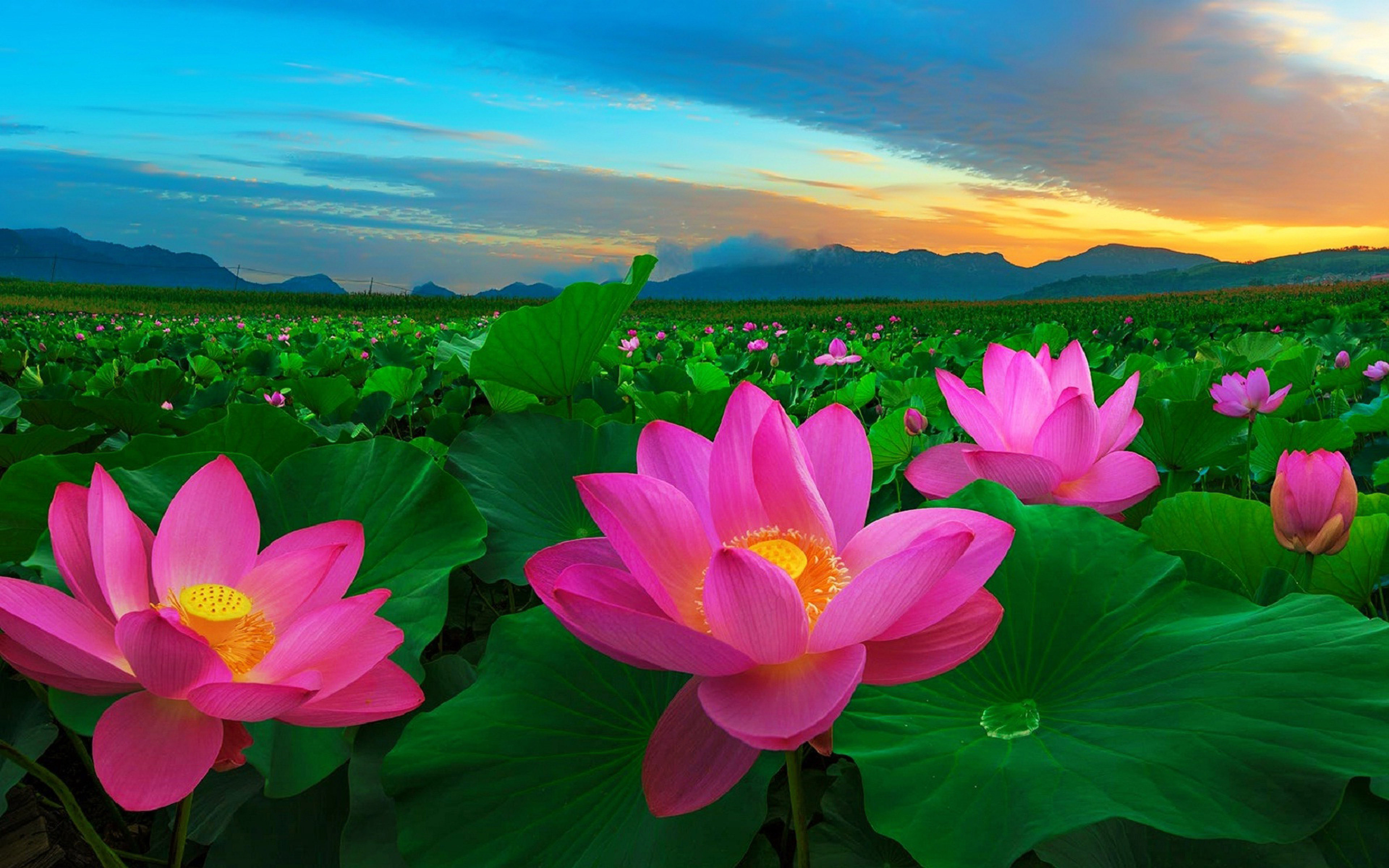 Flower Pictures Pink Flowers And Green Leaves Traditional Flowers In China  Lotus Wallpaper Hd For Desktop Tablets And Mobile Phones : 