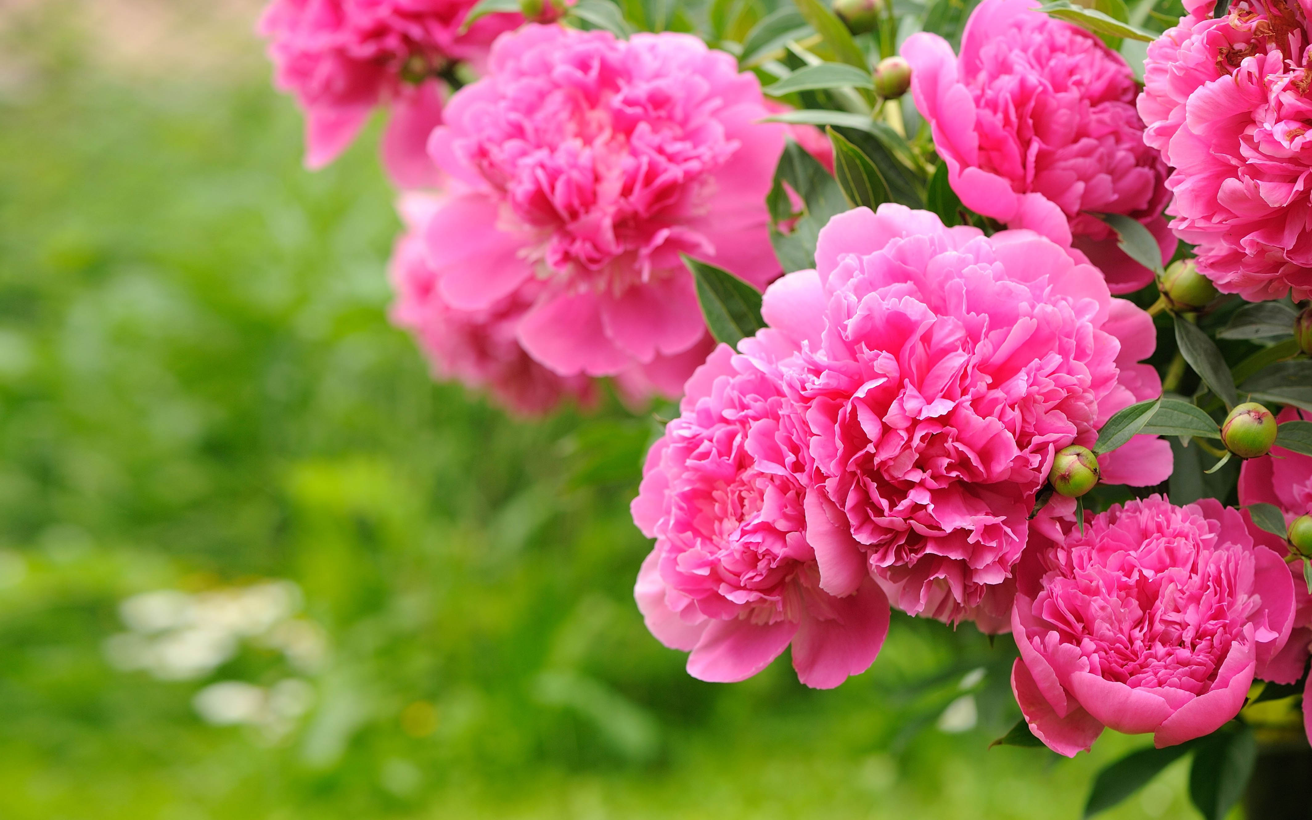 Flowering Plants Peonies Pink Flowers Bulbs Green Background Floral