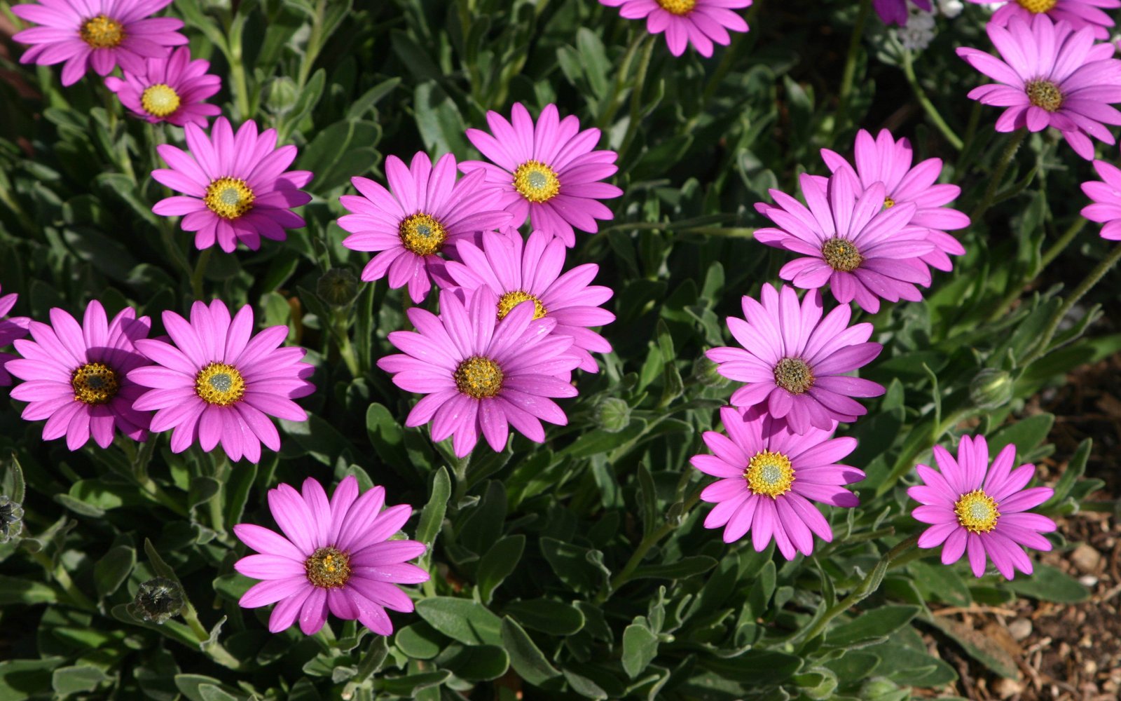 Flowers Osteospermum African Purple Daisy Повеќегодишни