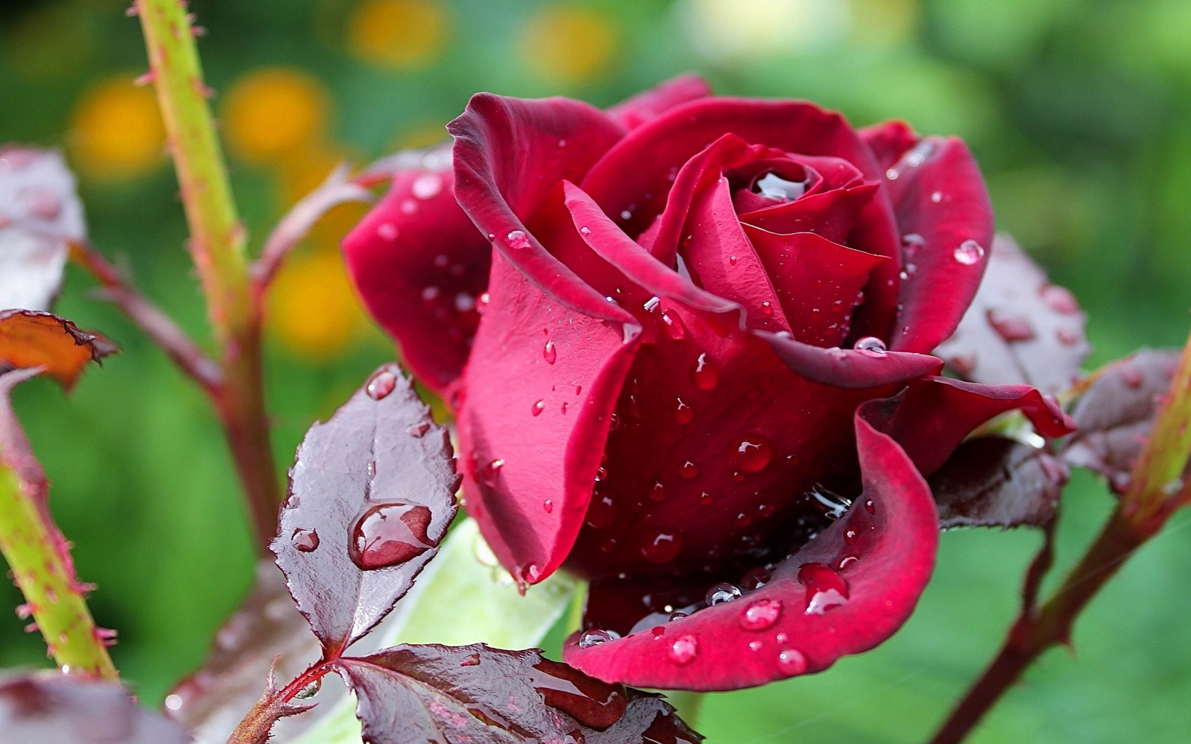 Flowers Rose Flower Dark Red Rose Green Leaves Rain Drops Water Flowers Hd  Wallpapers 3840x2400 : 