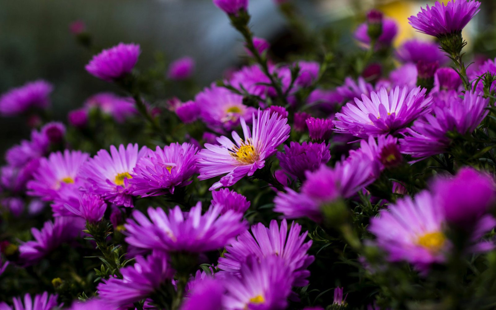 Garden Plants Blossoming On Purple Aster Flowers Summer 4k Ultra Hd