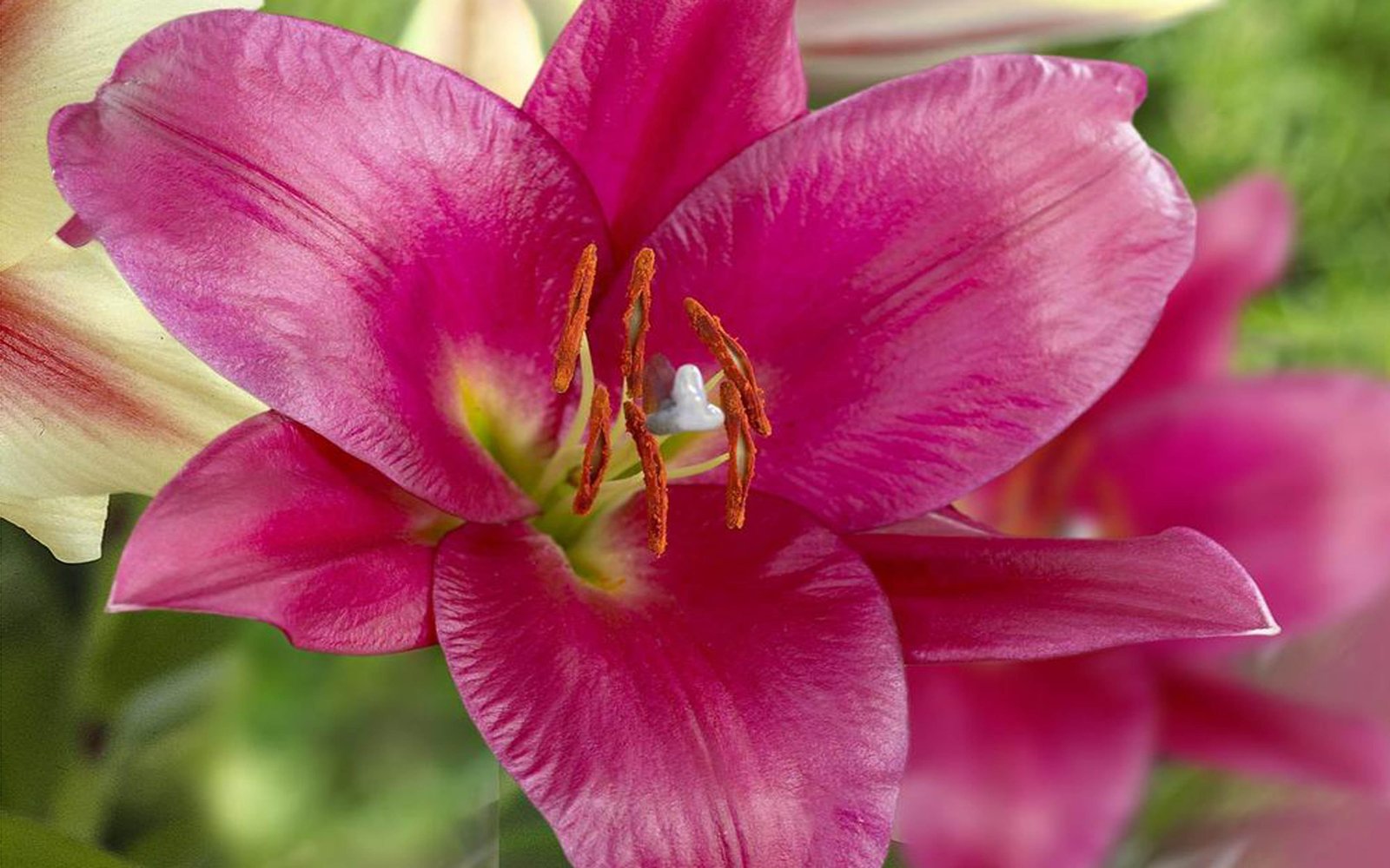 Lily Oriental Trumpet Purple Prince Macro Flower Large Flowers With ...