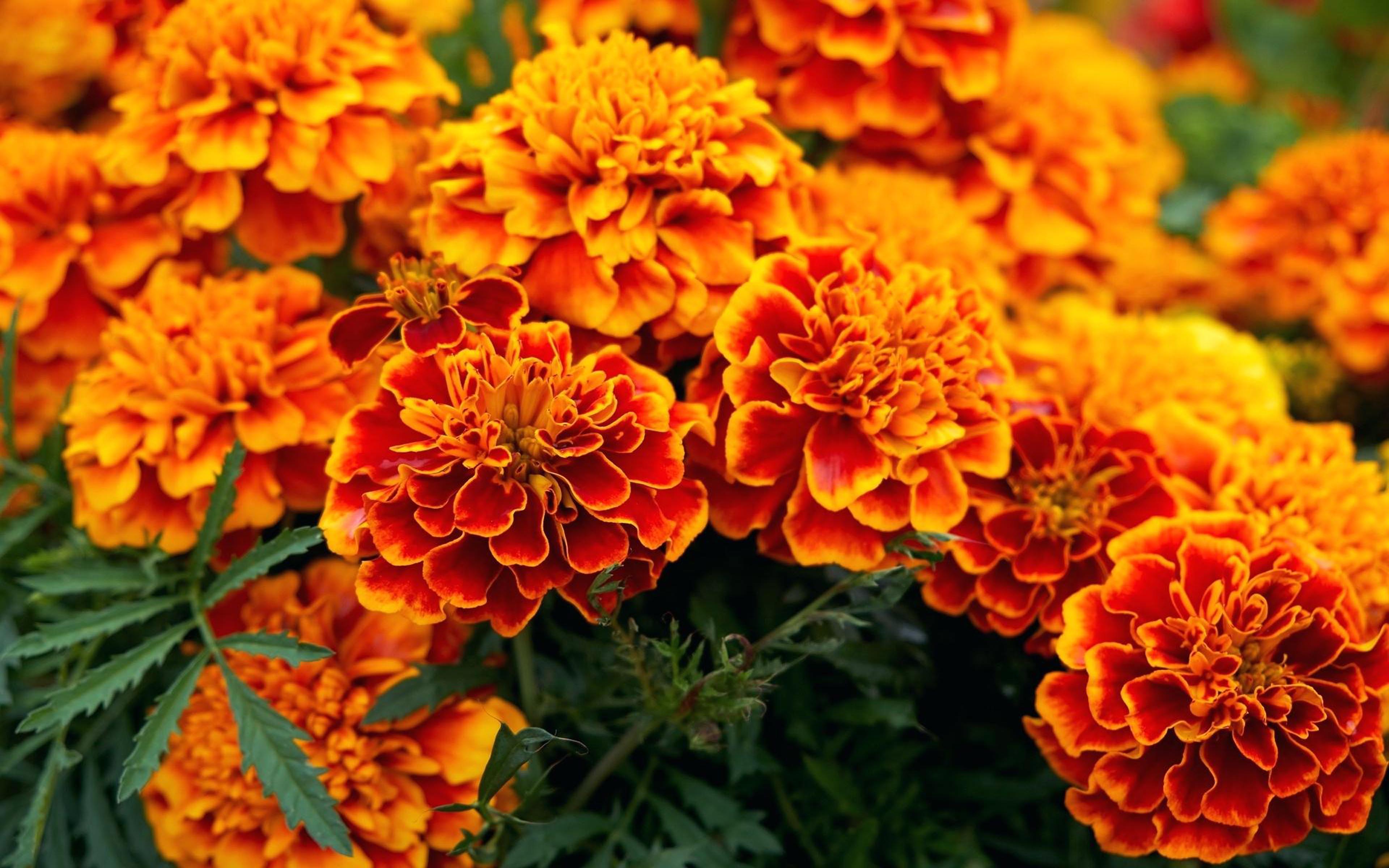 Plants Orange Flower African Marigold Born In North And South America
