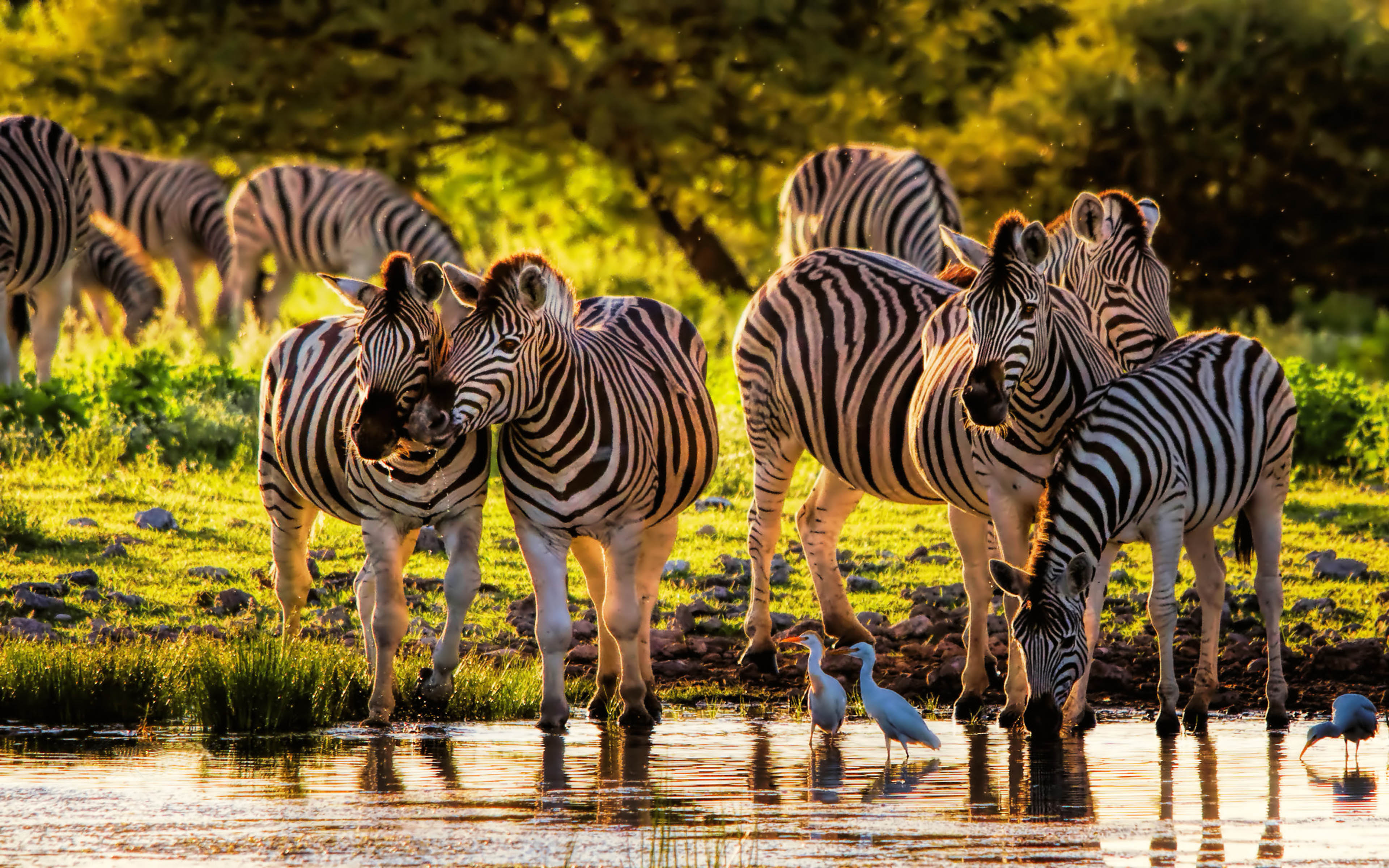 Beautiful Animals From The Wild Cebras Namutoni Restcamp In Etosha National  Park Africa : 