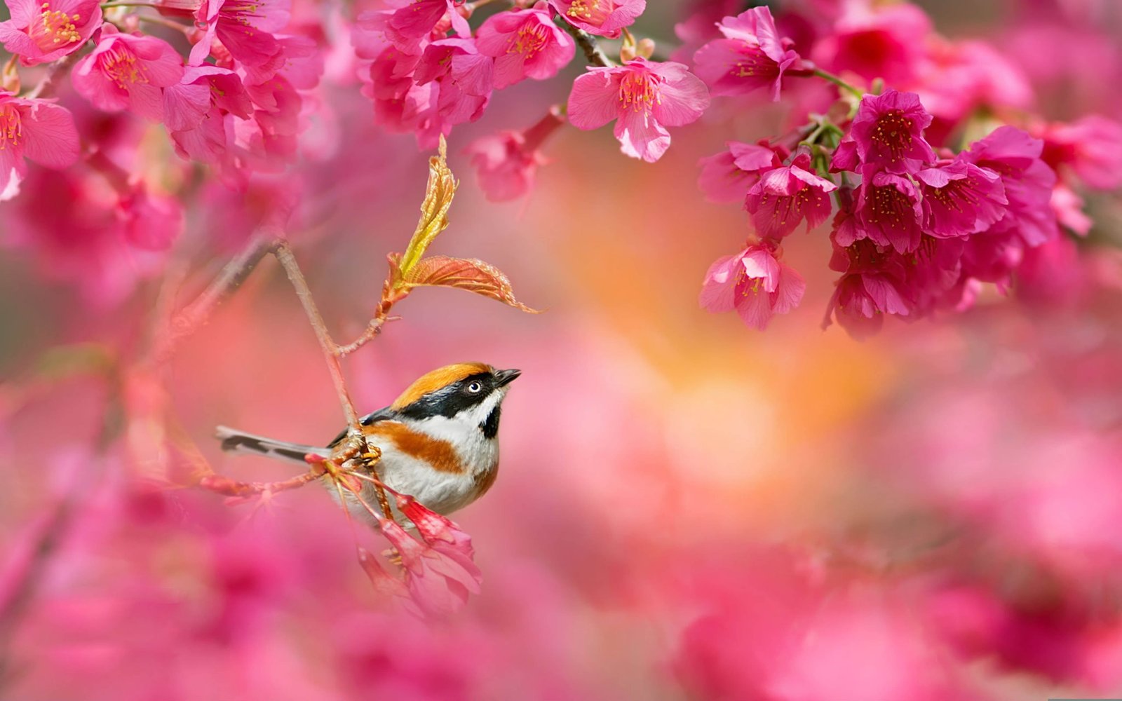 Bird Red Headed Tit Aegithalos Iredalei Family Aegithalidae Japanese ...