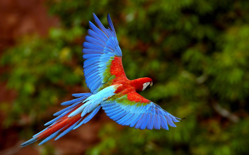 Bird In Flight Wings Macaws Long Tailed Parrots Colorful Birds 4k Ultra Hd  1610 Desktop Backgrounds For Pc & Mac Laptop Tablet Mobile Phone :  