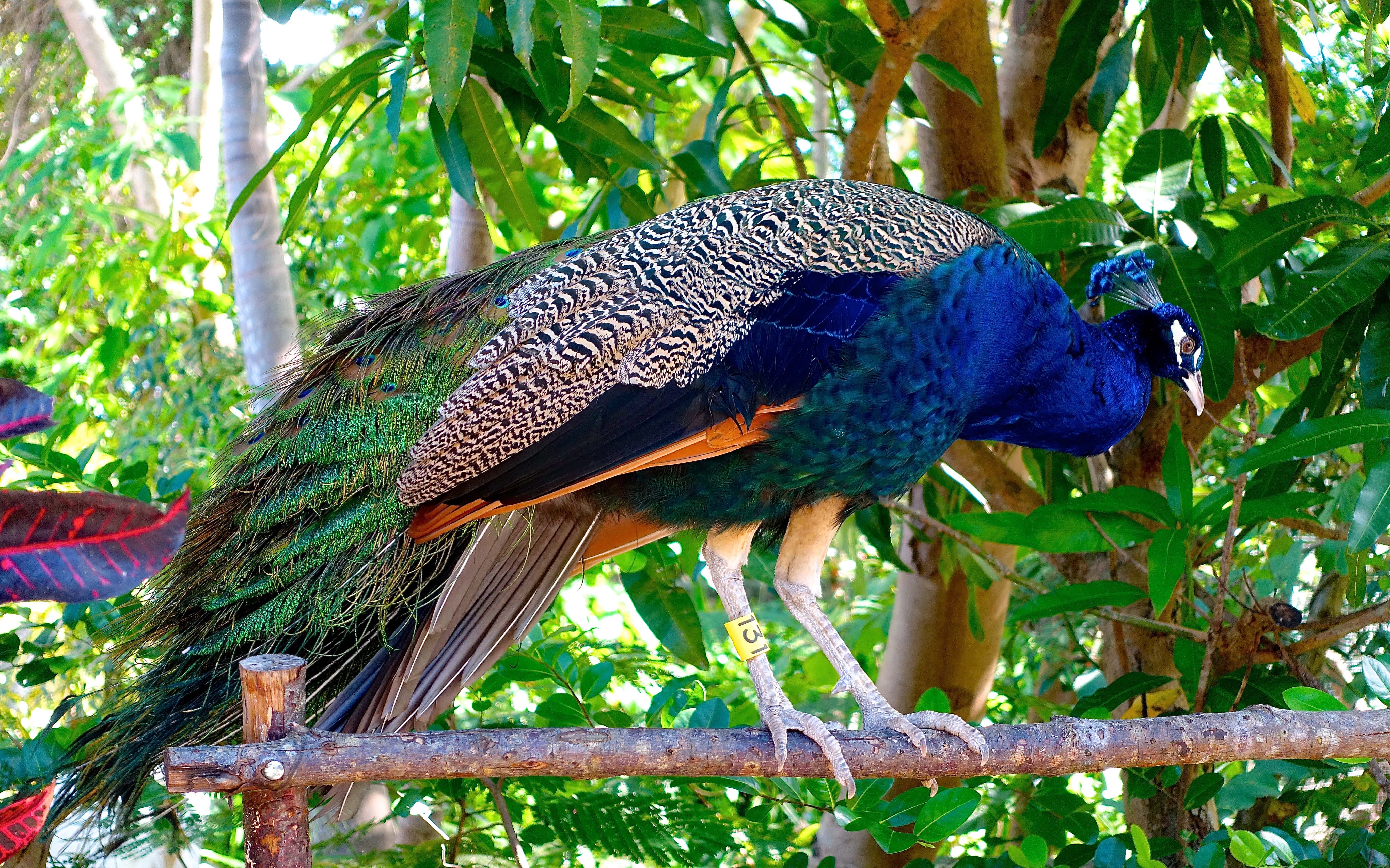 Birds Indian Peacock Blue Peacock Colorful Birds Scientific Name Pavo