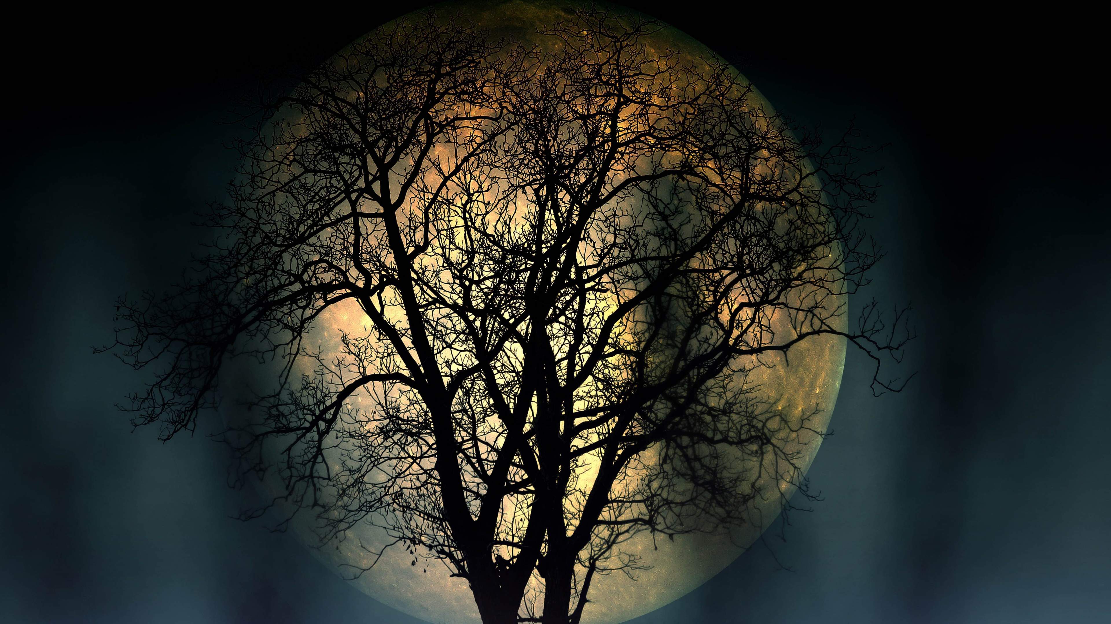 Full Moon Lonely Tree In The Night 4k Resolution Dark Wallpapers High  Quality 3840x2160 : 