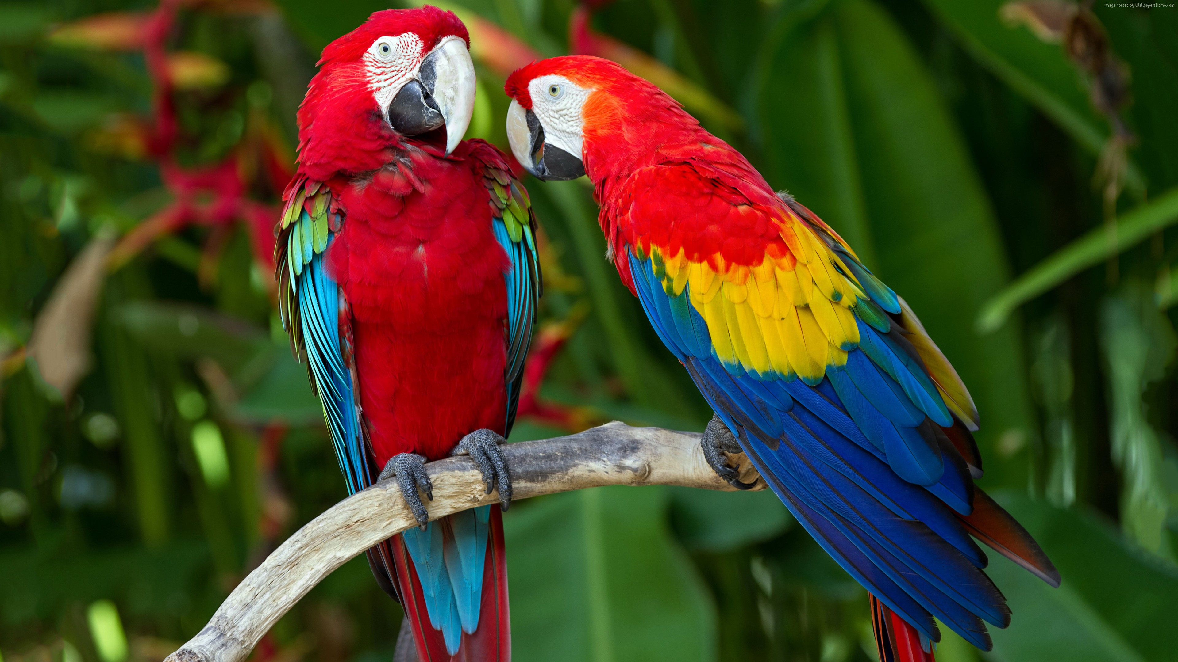 Scarlet Macaw Colorful Parrots Exotic Tropical Birds Red Blue And Yellow  Feathers Hd Wallpapers Ultra Hd 4k Wallpapers For Desktop & Mobiles :  