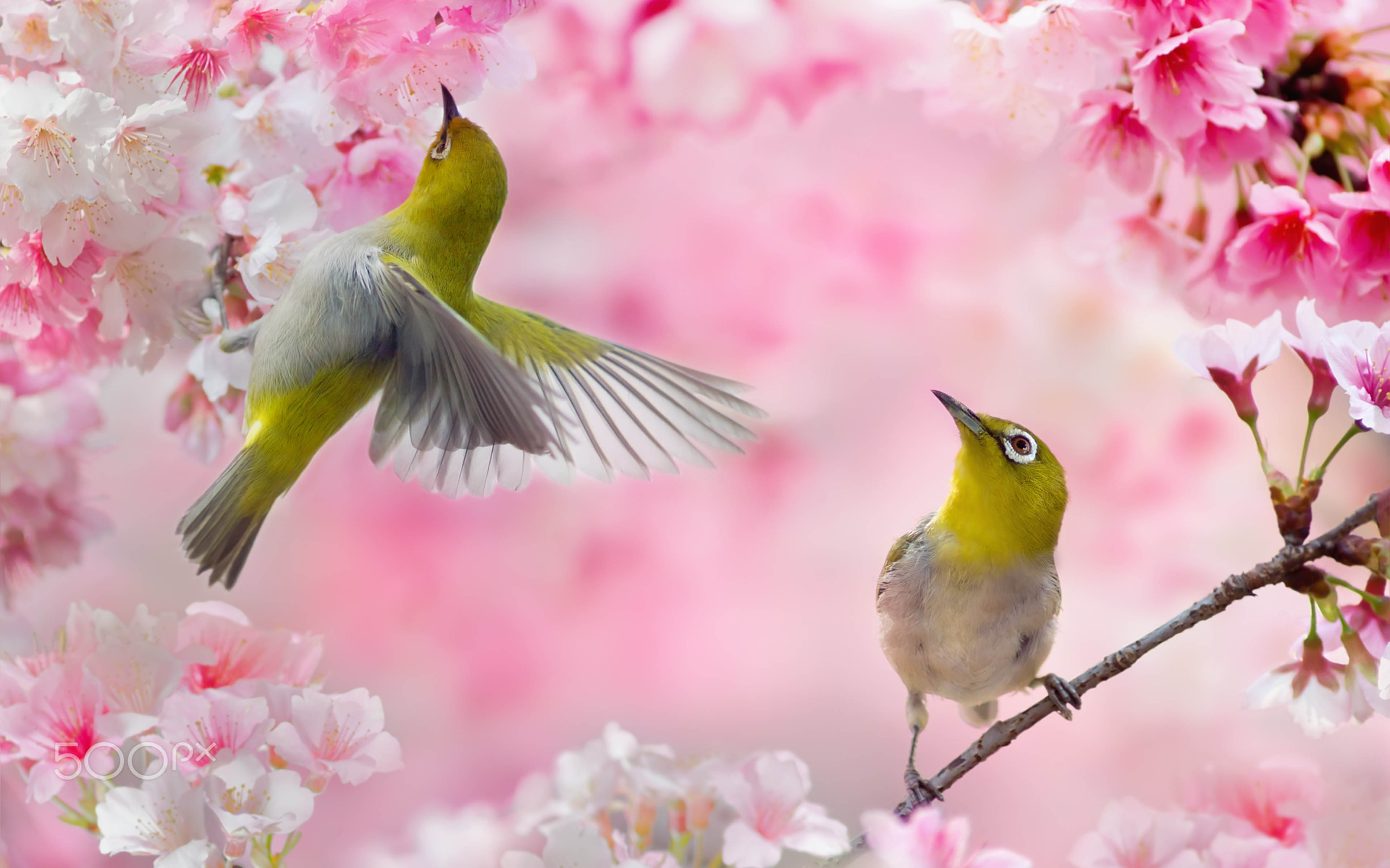 Весенний день птиц. Японская белоглазка на Сакуре. Японская белоглазка угуйсу. Весенние птички.