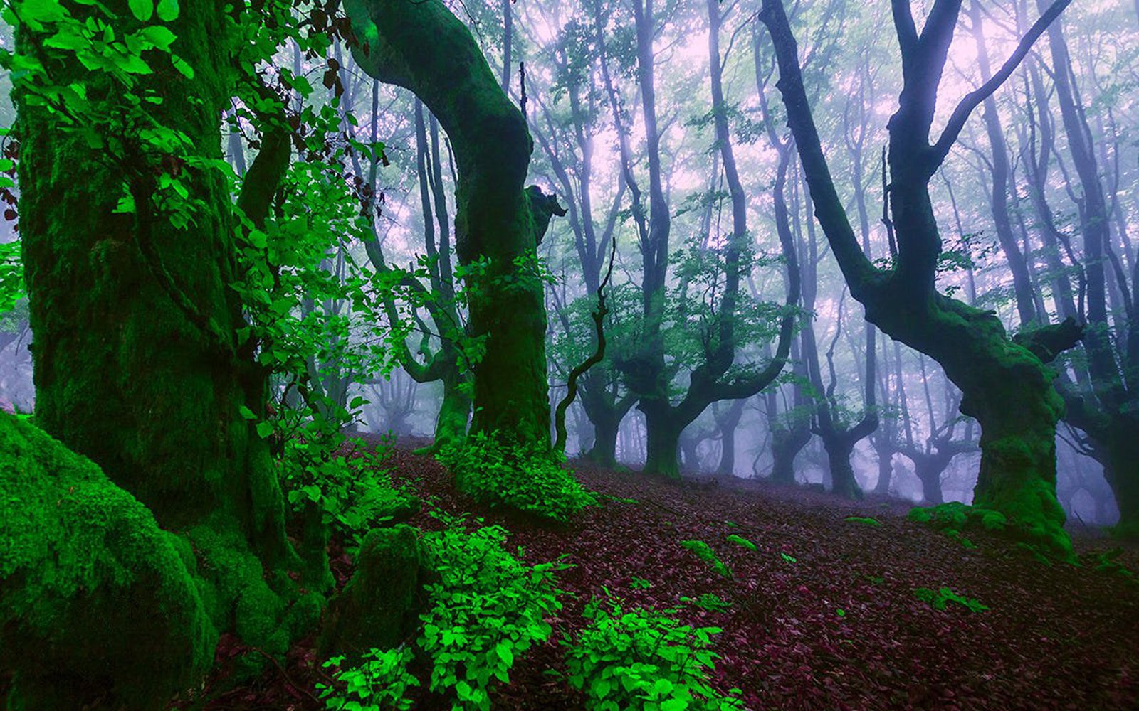 Old Growth Forest Trees Green Leaves Green Moss Moisture Mist