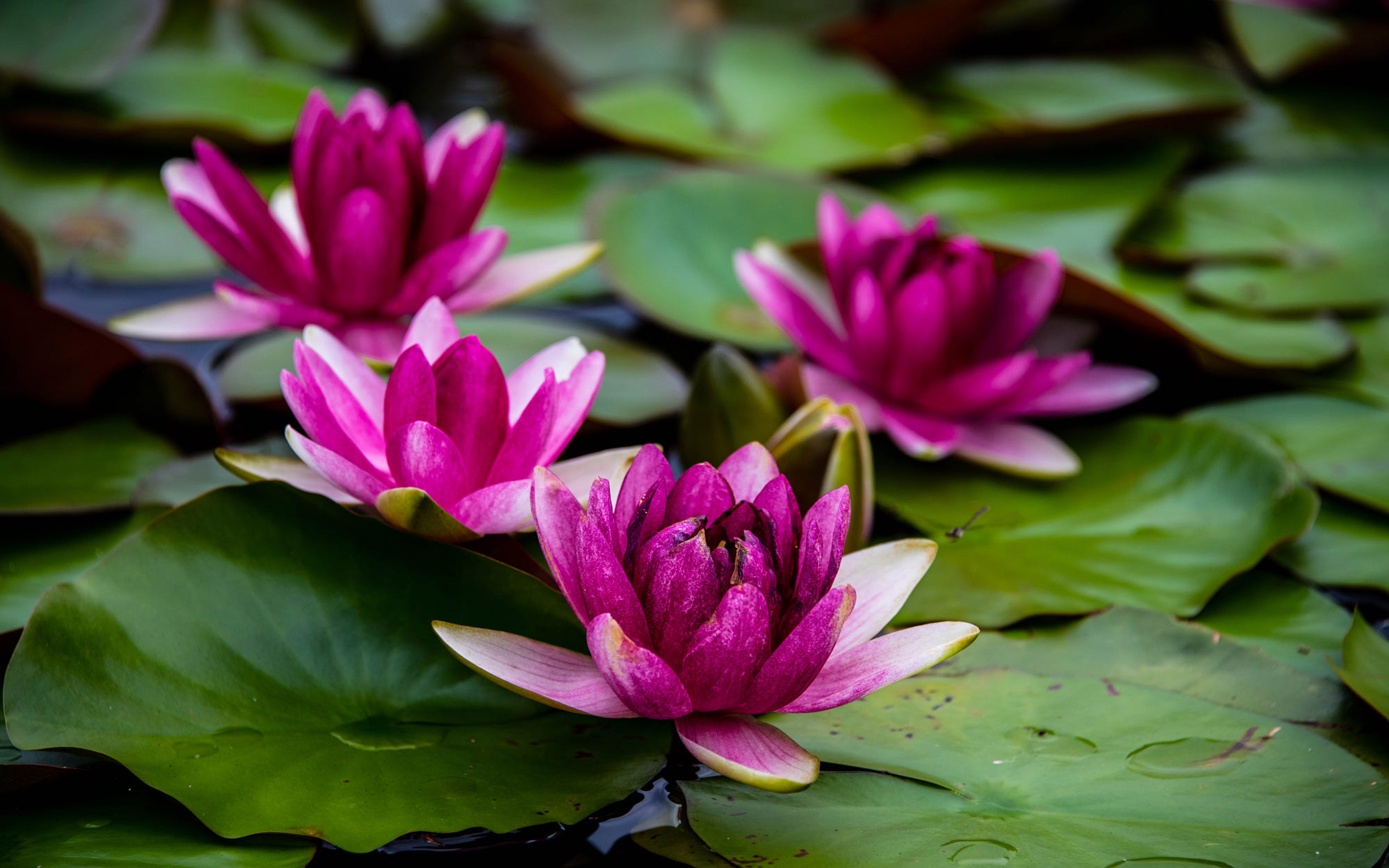 Water Lilies Plants Scientific Name Nymphaeaceae Family