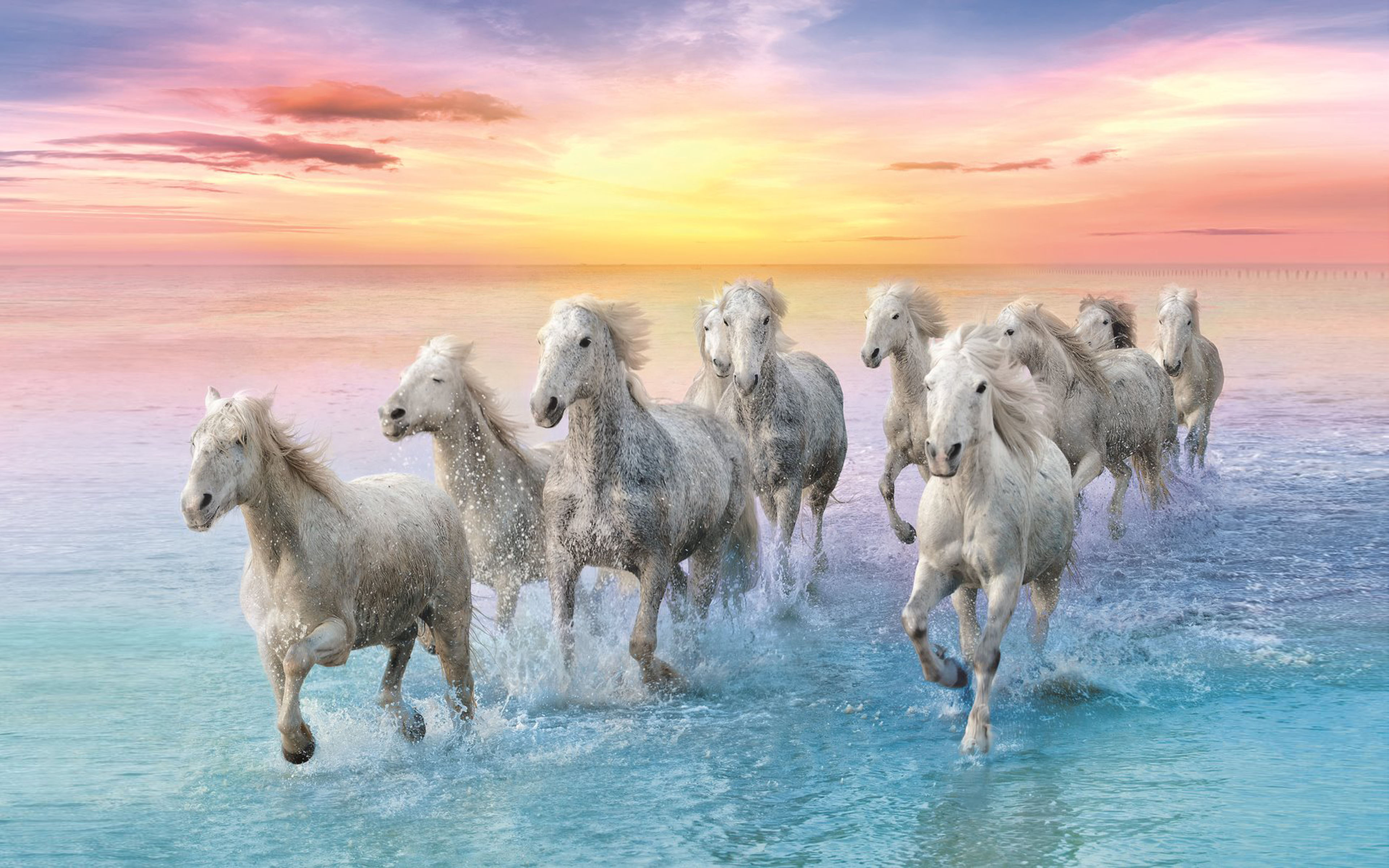 White Horse in Galop Sunset Sandy Beach Ocean Water Waves 4K Ultra HD