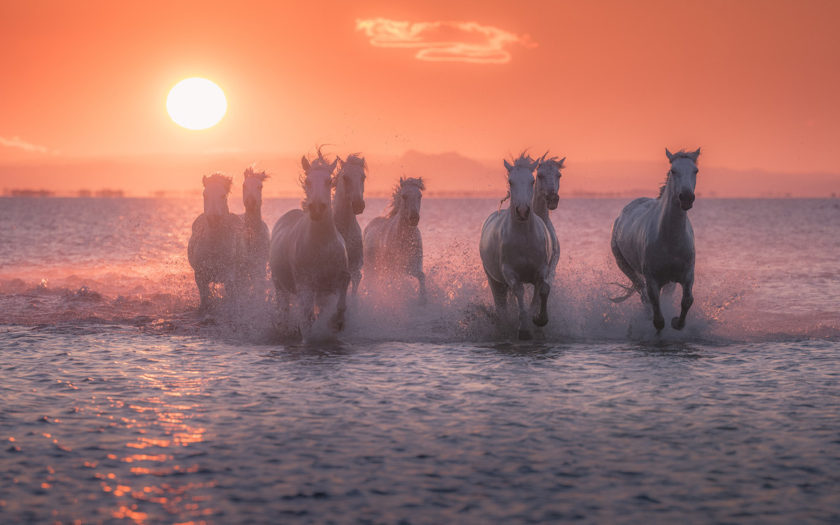 Vidéo - La nature et ses trésors - Page 25 White-horses-on-sunset-sea-waves-red-sky-Beaches-in-Camargue-south-from-France-4k-wallpaper-images-for-your-desktop-background-1920x1200-840x525